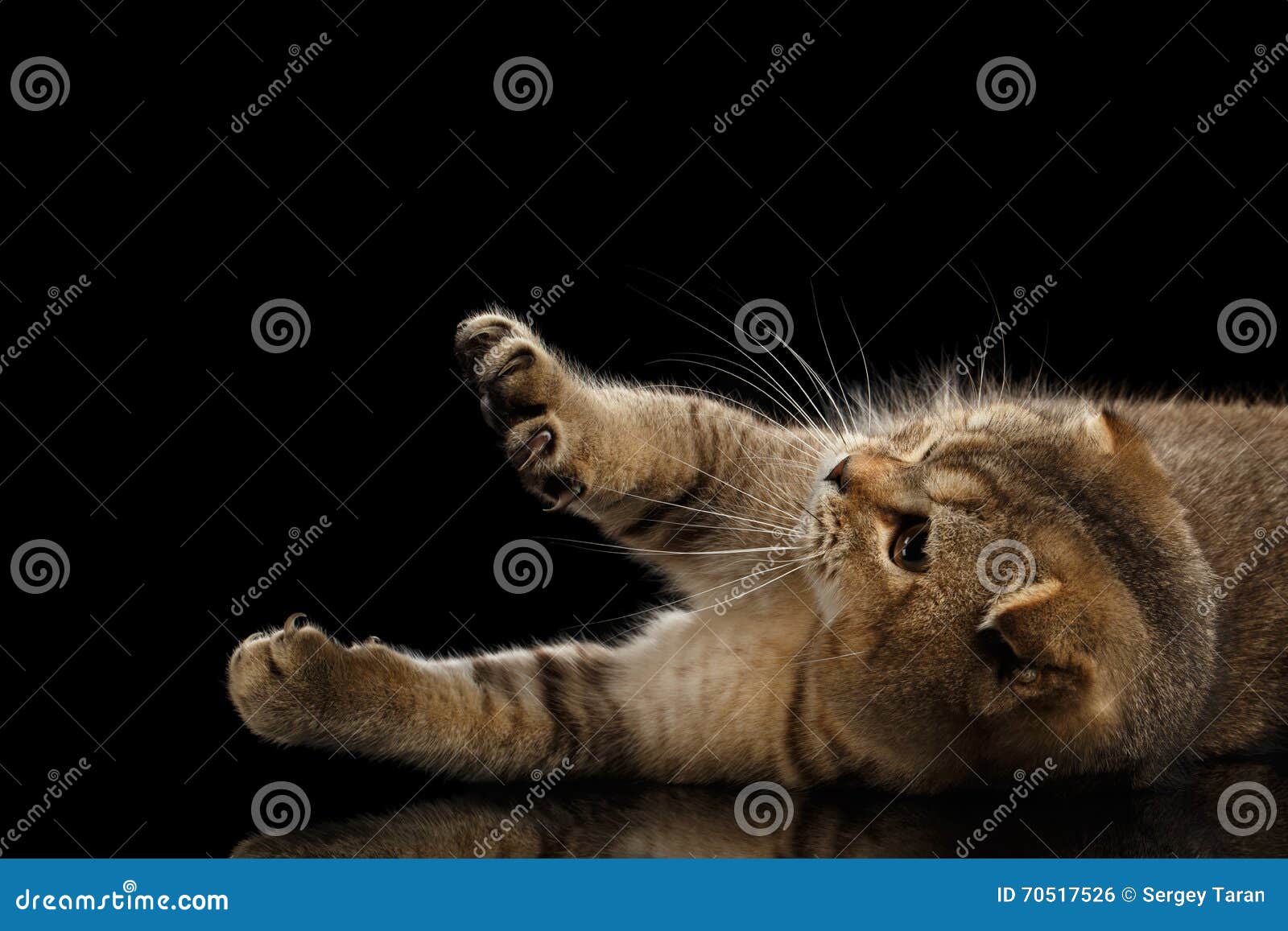 Scottish Fold Cat Playful Lying, Raising Up Paws Black Stock Photo