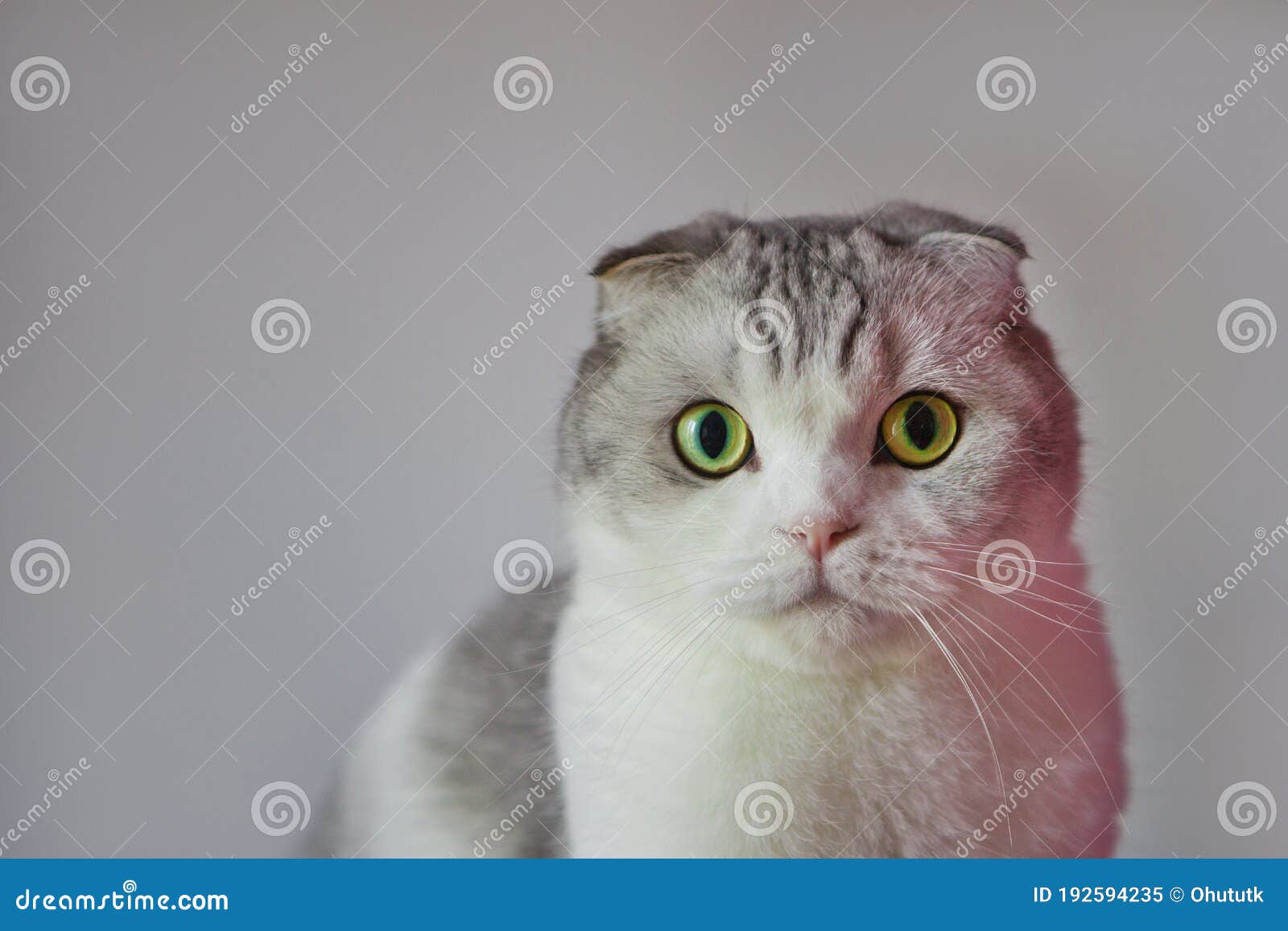 Scottish Fold Cat with Round Face. Portrait of Surprised Scottish Fold Male Cat with Big Eyes