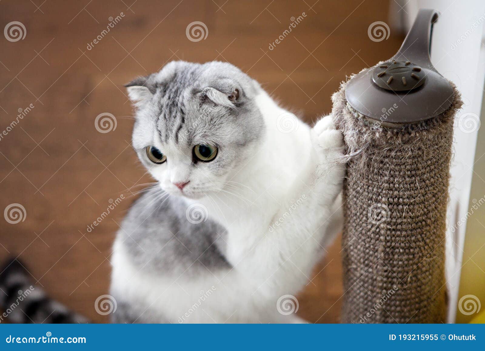 cat scratching post pets at home