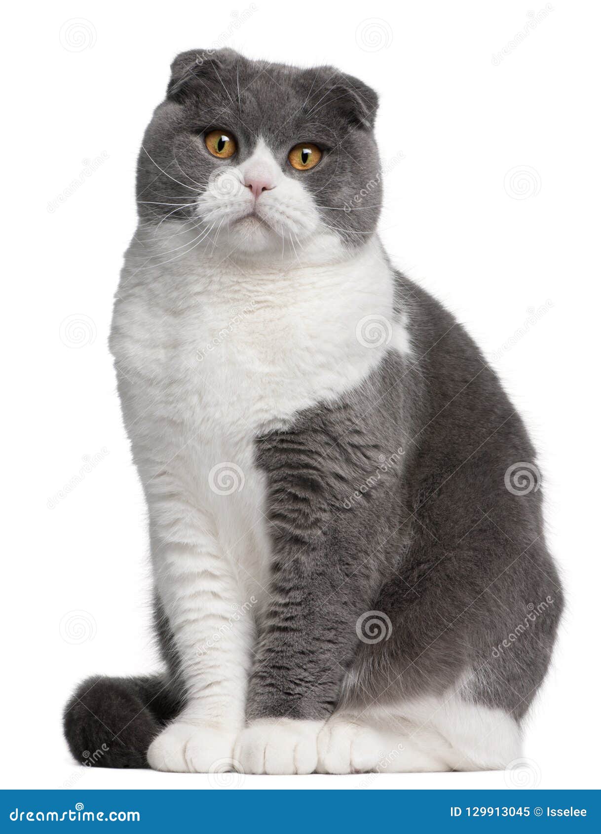 scottish fold cat, 1 year old, in front of white background