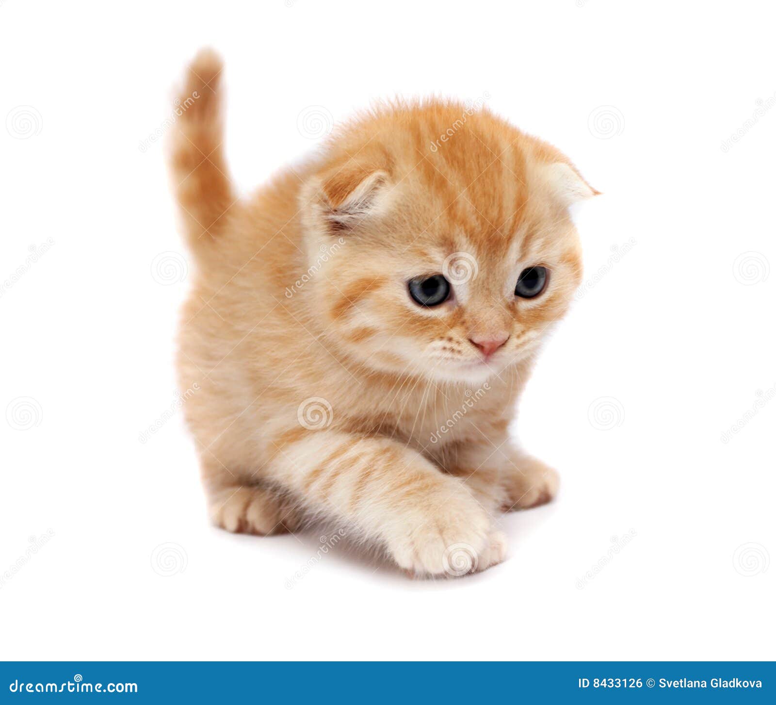 Scottish Fold Cats stock photo. Image of orange, beautiful ...