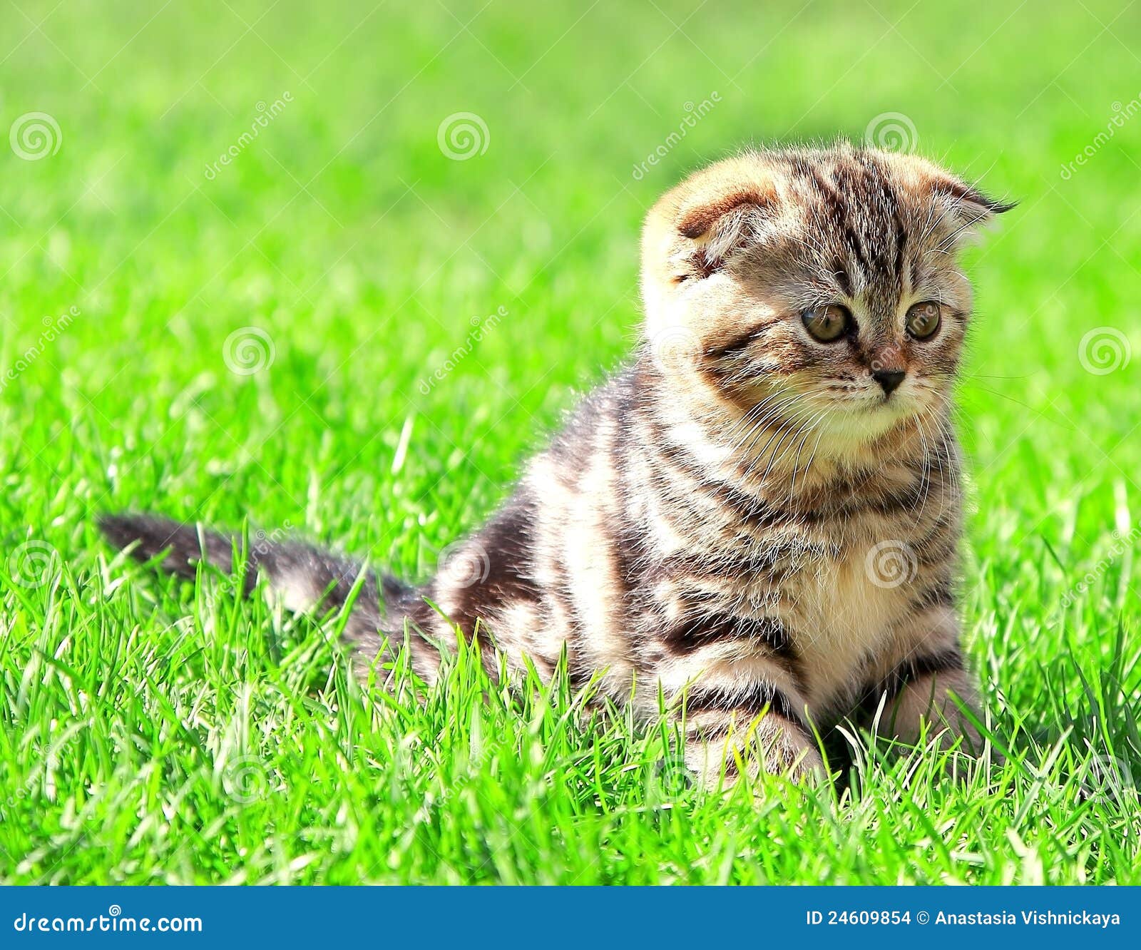 Scottish Fold Ears Kitten Sitting on Grass Stock Photo Image of kitty