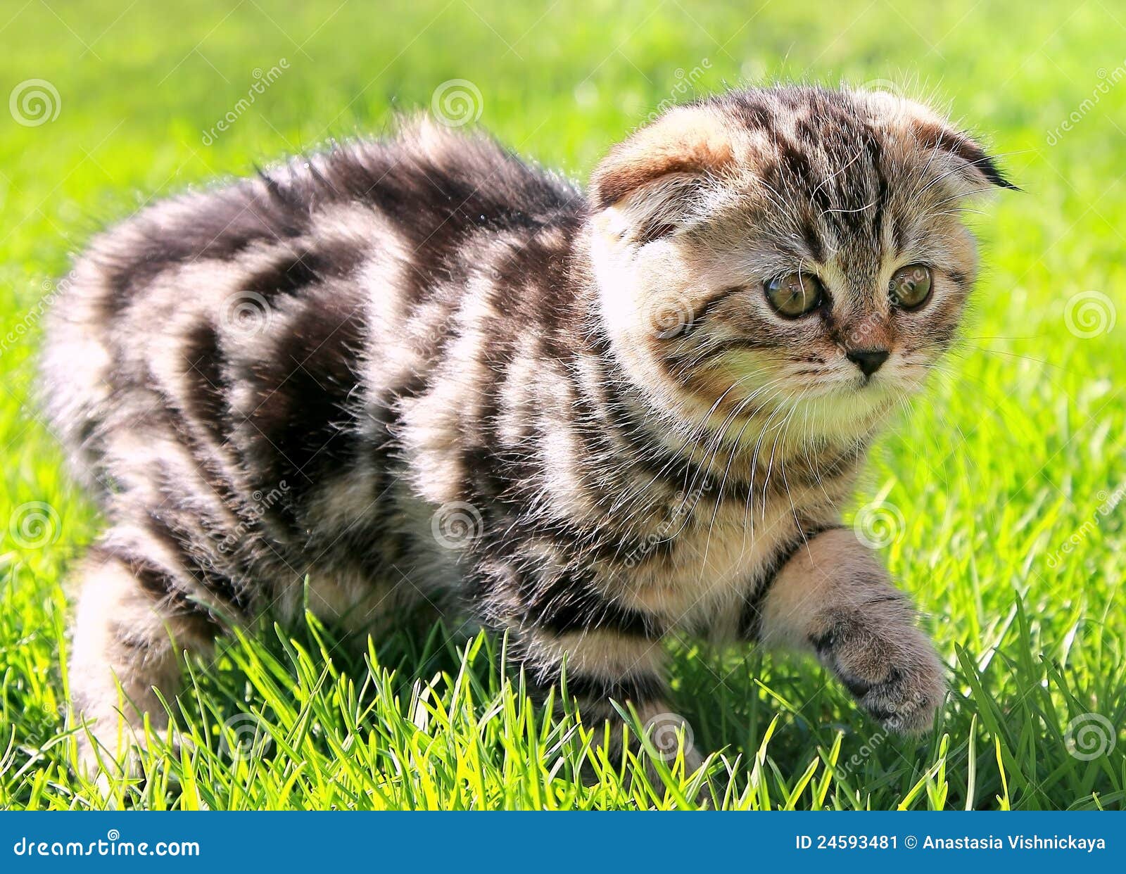 Scottish Fold Ears Kitten Walking Stock Image Image of front, cute