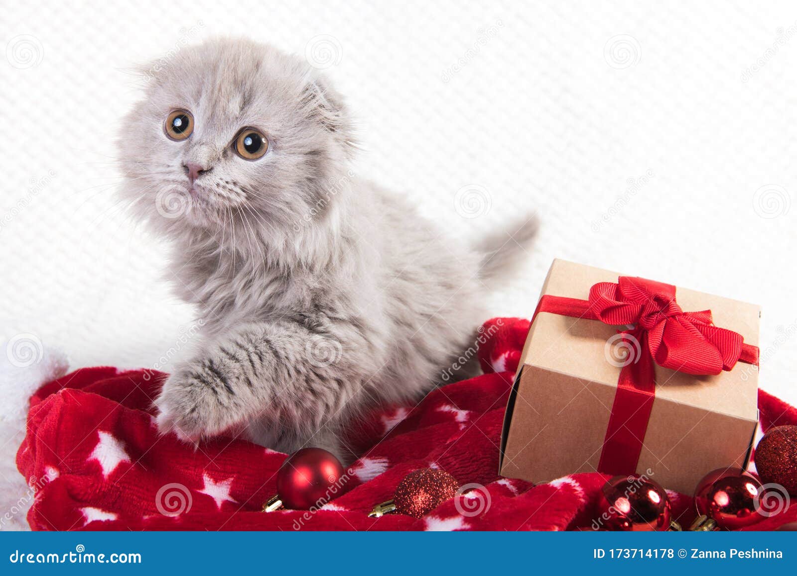 Scottish Fold Highland Fold Cat and Gift Box Stock Photo - Image of ...