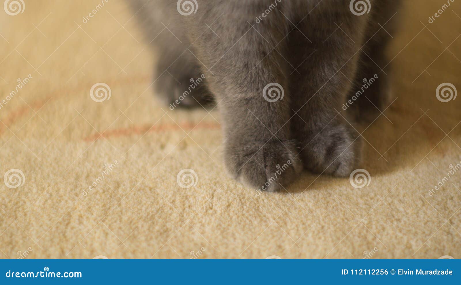 Scottish Fold Kitten Cute Paws On The Carpet Stock Photo Image of