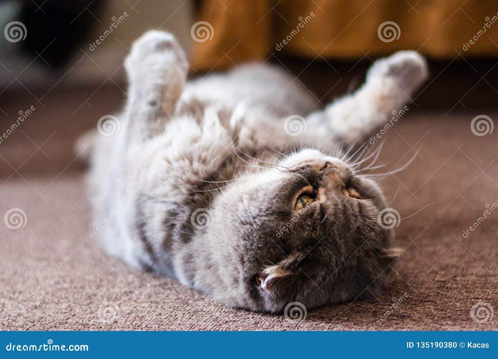 Scottish Folded Ears Cat Lying Down on the Floor Stock Photo Image of