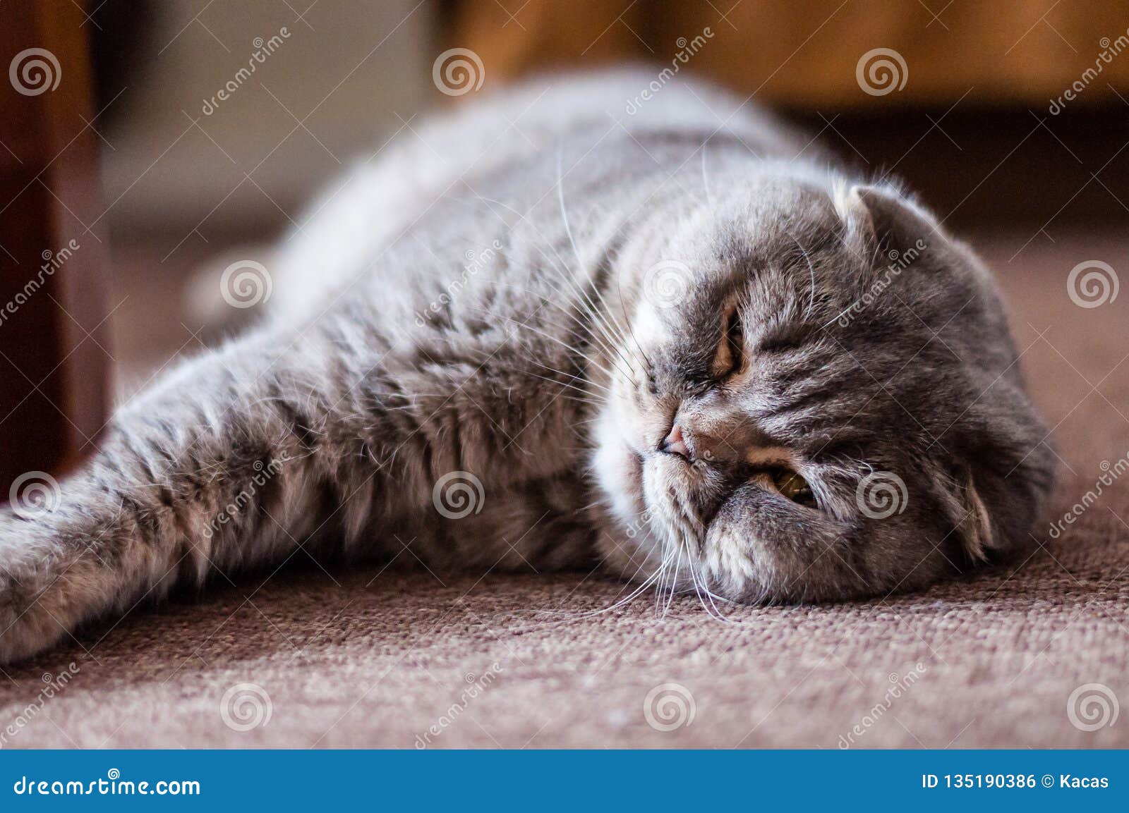 Scottish Folded Ears Cat Lying Down on the Floor Stock Photo Image of