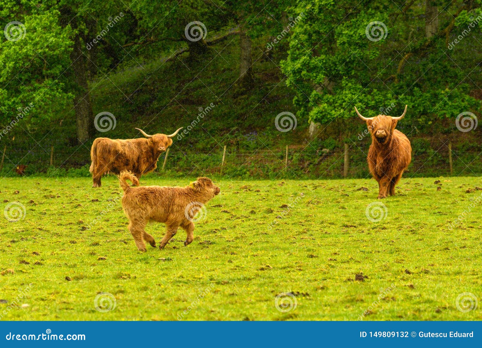Scottish Hairy Cow at the Farm Stock Photo Image of cows, scotland