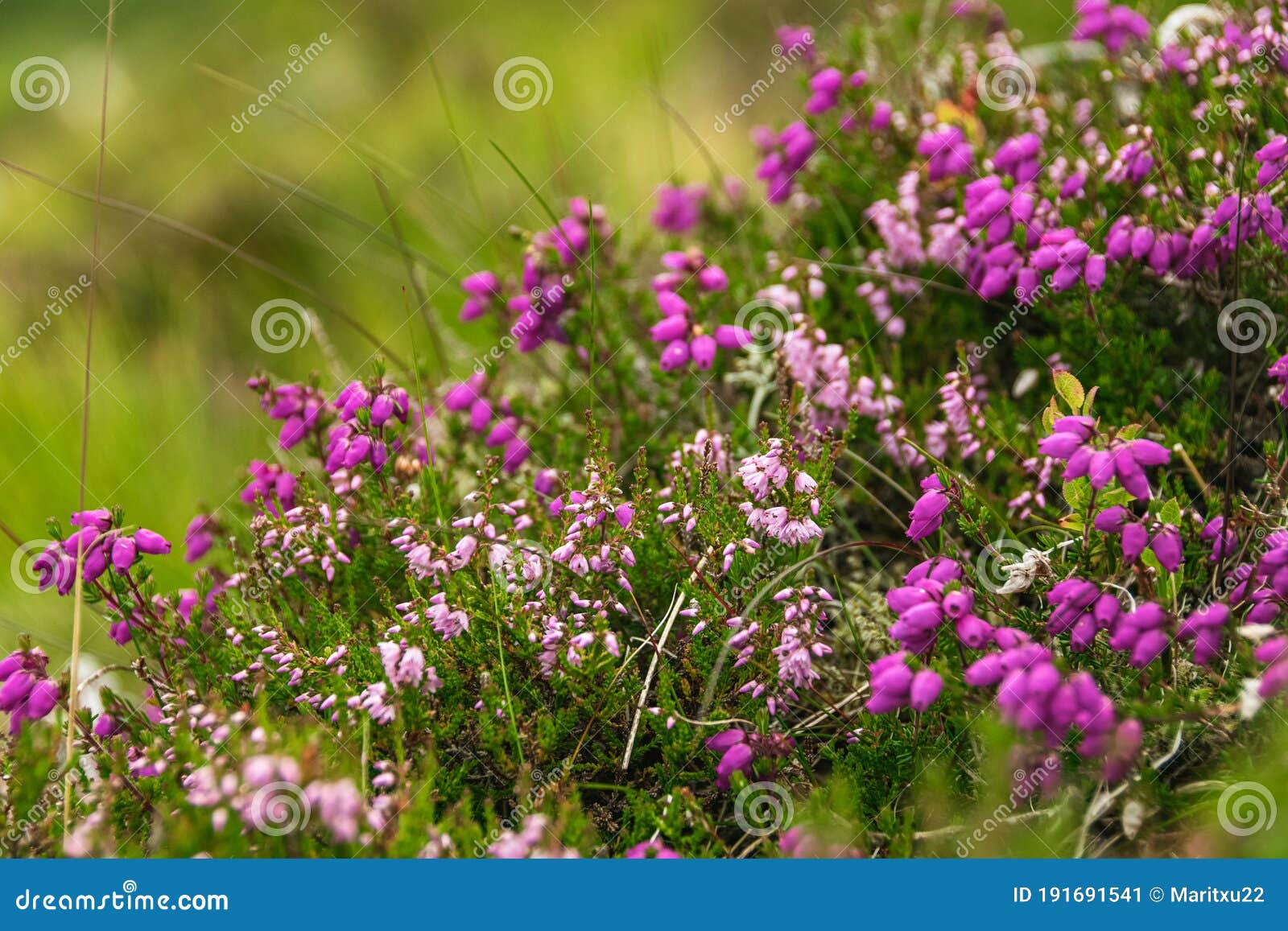 Scottish Heather in Full Bloom Stock Image Image of field, bloom