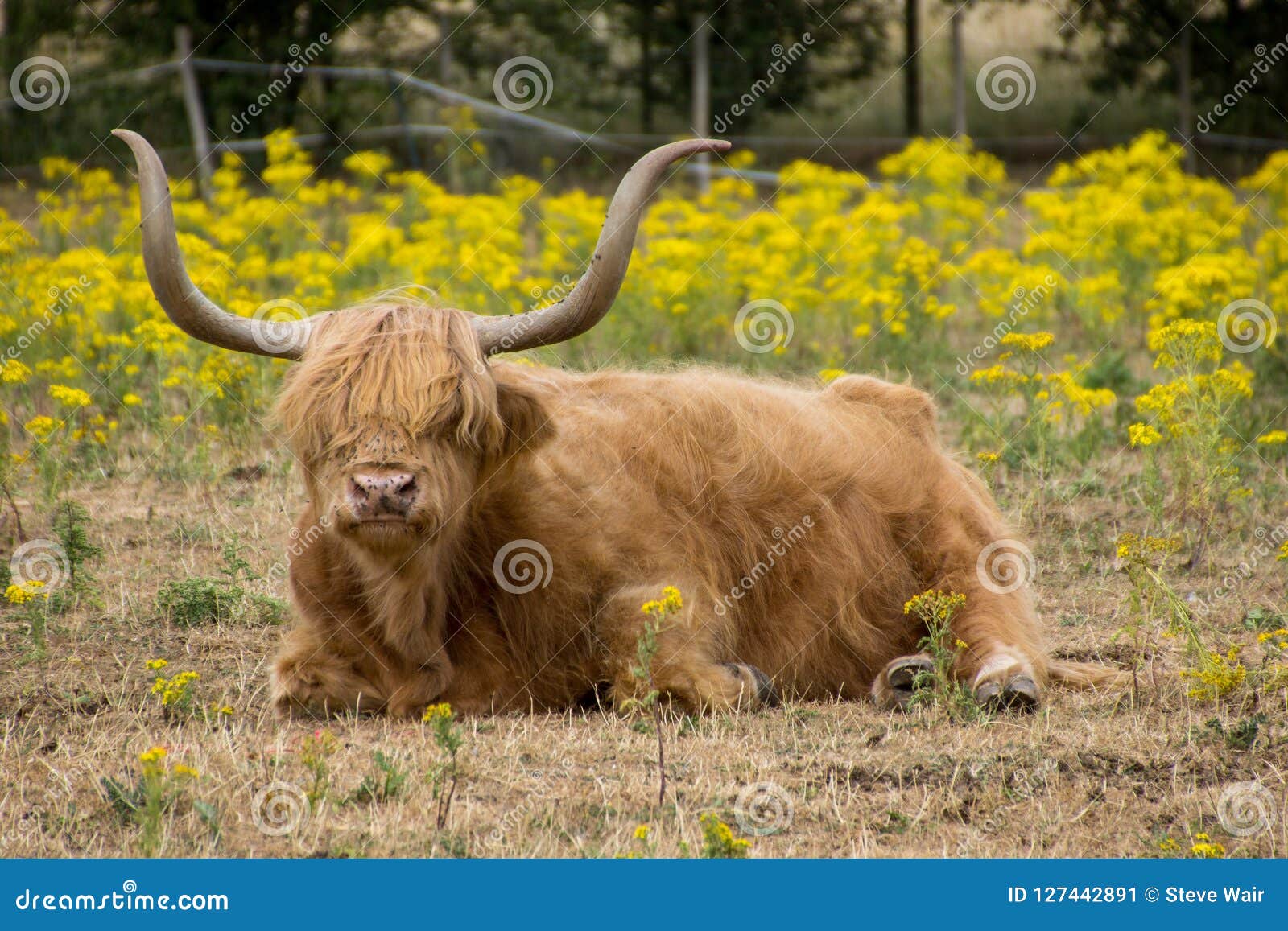scottish highland cattle ohio scottish highland cattle ohio