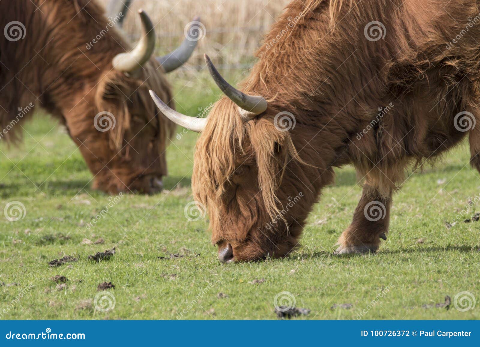 Scotland's Grazing Cows - The Highland Coos