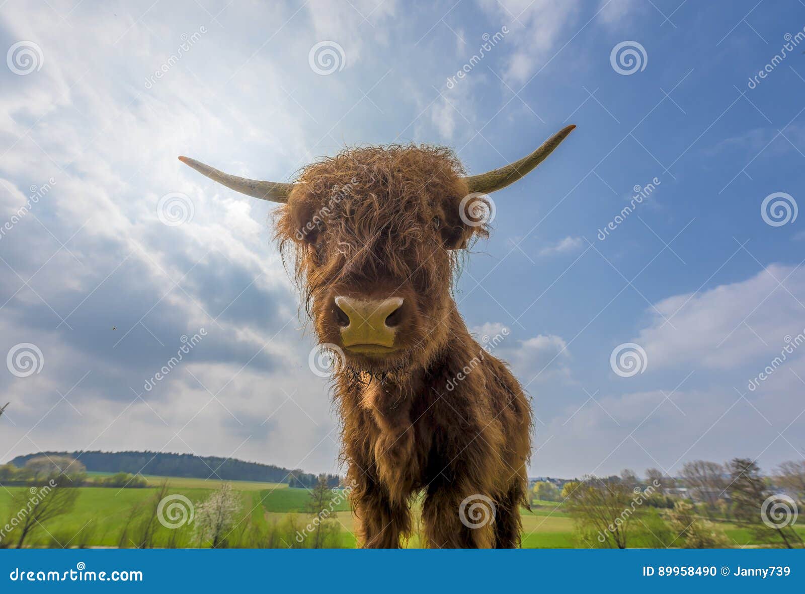 are scottish highland cattle friendly are scottish highland cattle friendly