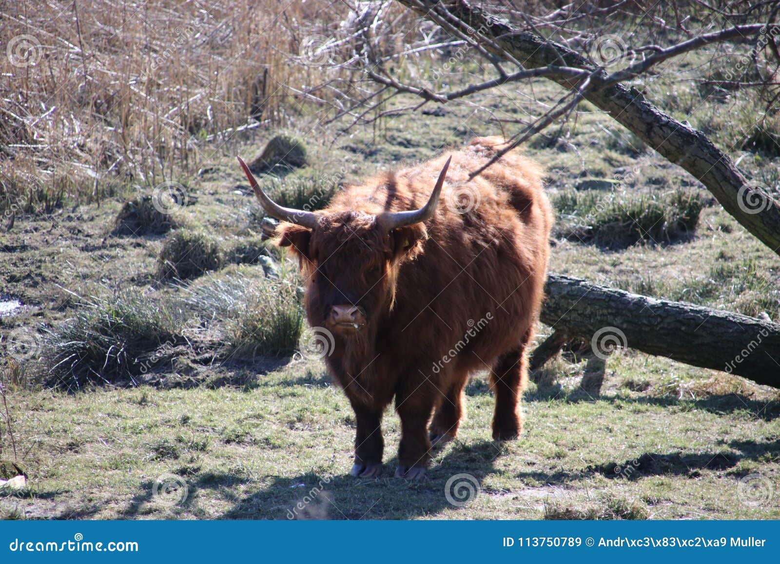 scottish highland cattle in small park in hoogvliet in the harbor of rotterdam, the netherlands