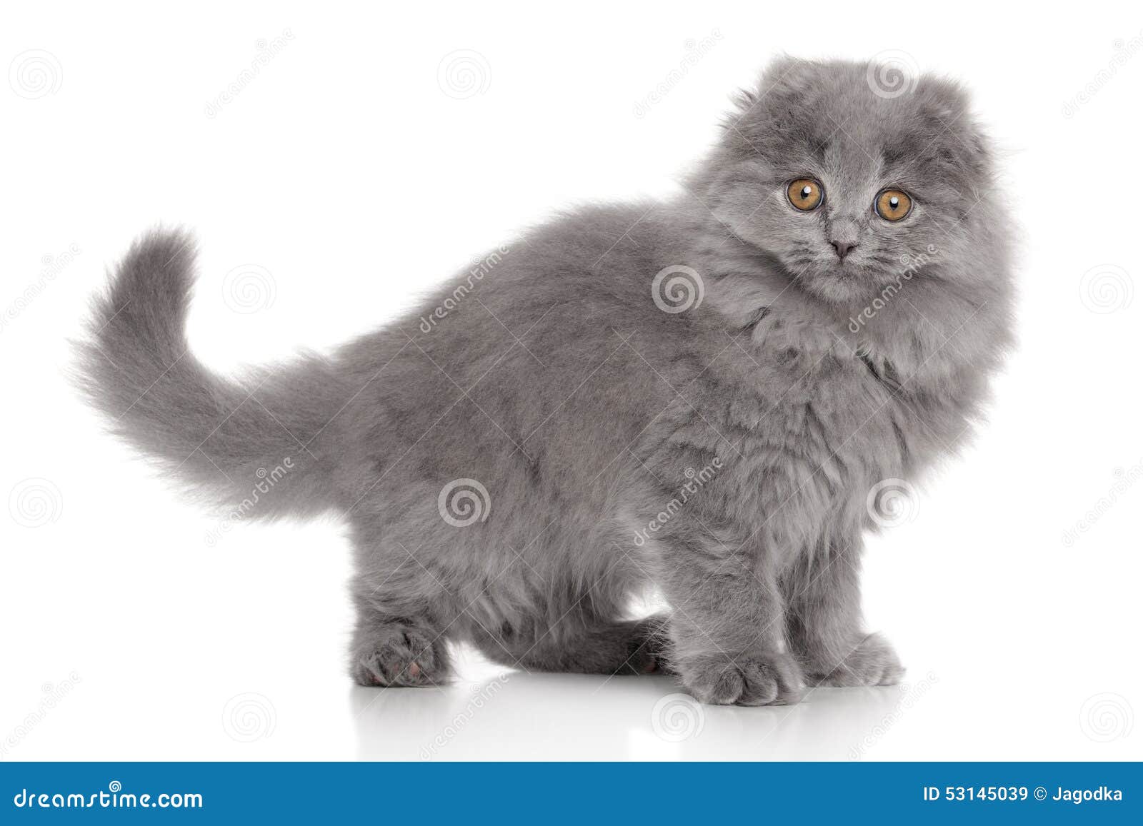 Scottish Highland Fold Kitten Stock Image - Image of ...