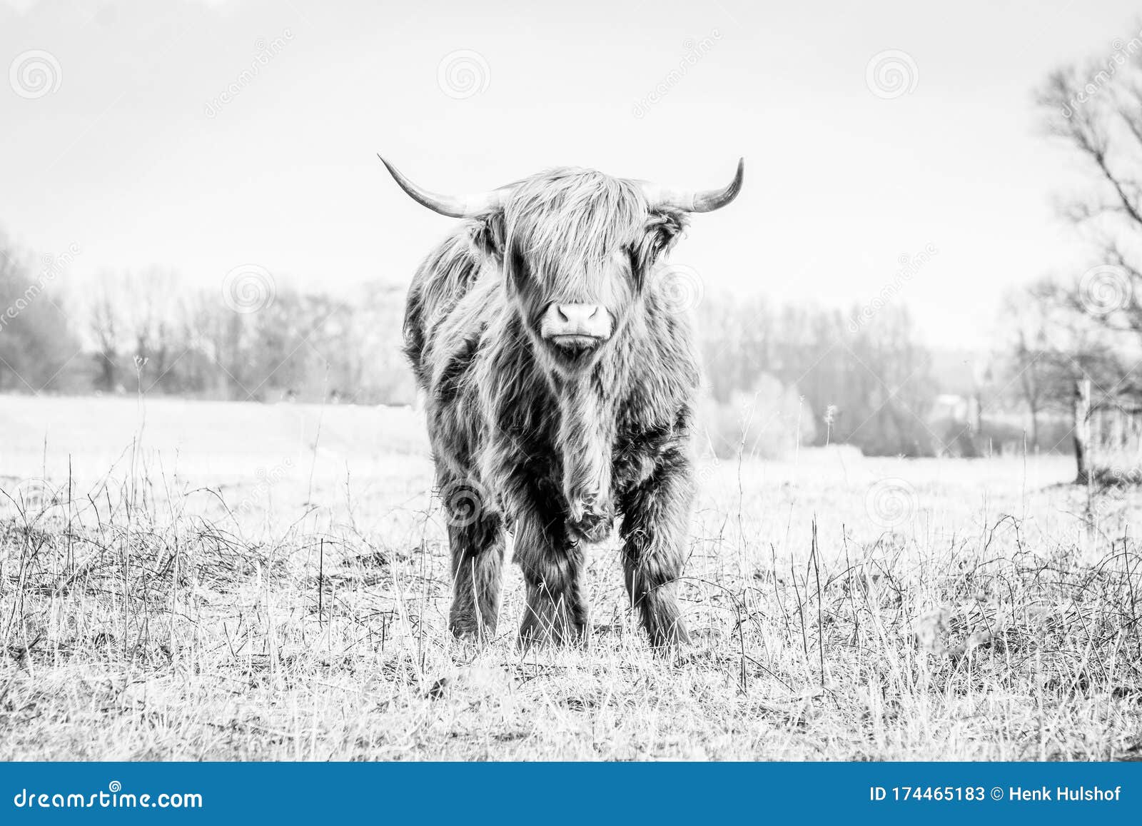 scottish highlander a beautiful wild cow with huge horns