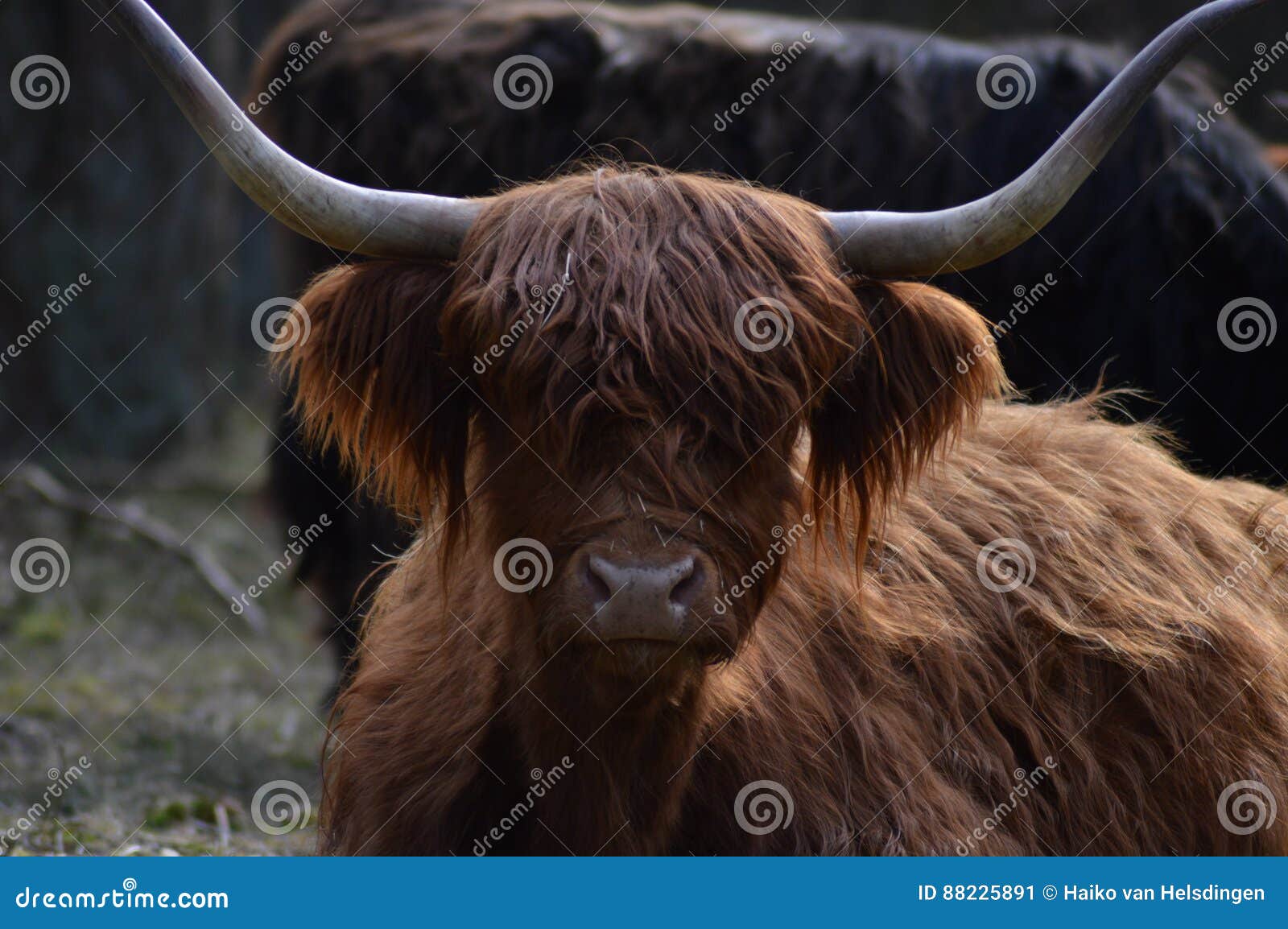 Scottish Highlander Cow At Naturepark The Hoge Veluwe ...