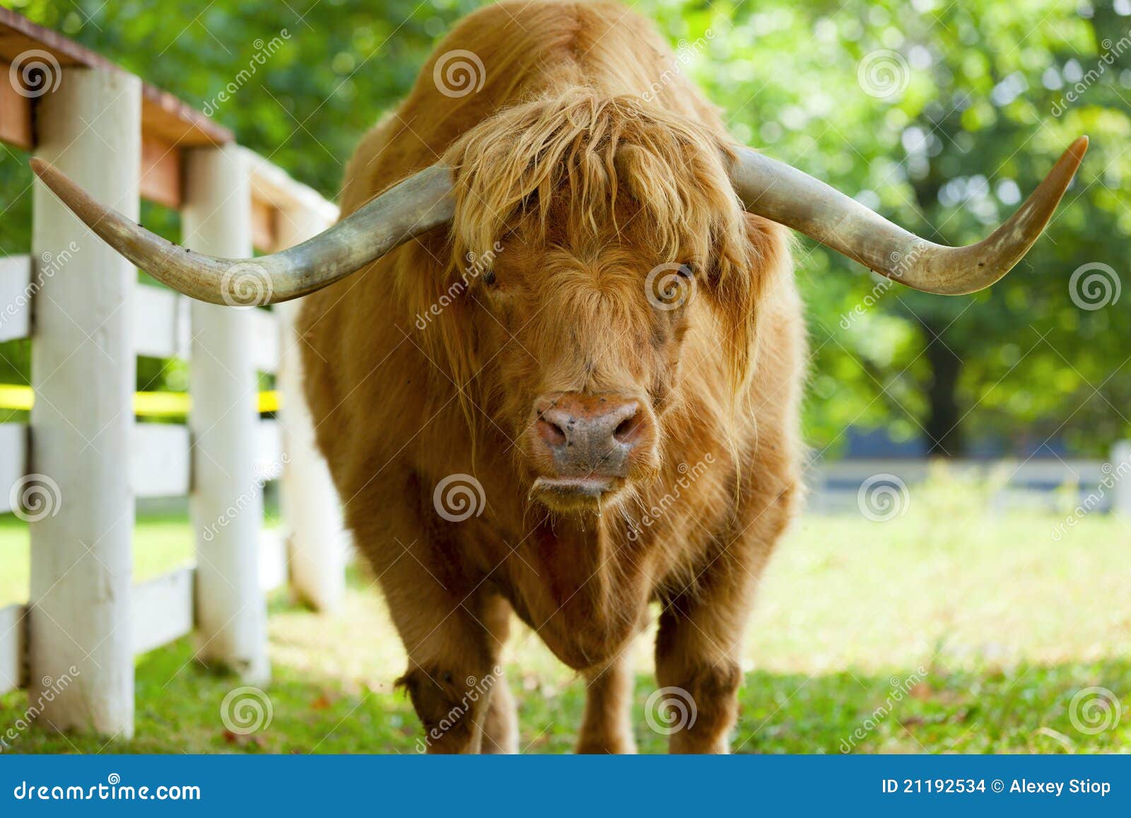 Scottish highlander ox stock photo. Image of farm, pasture 21192534