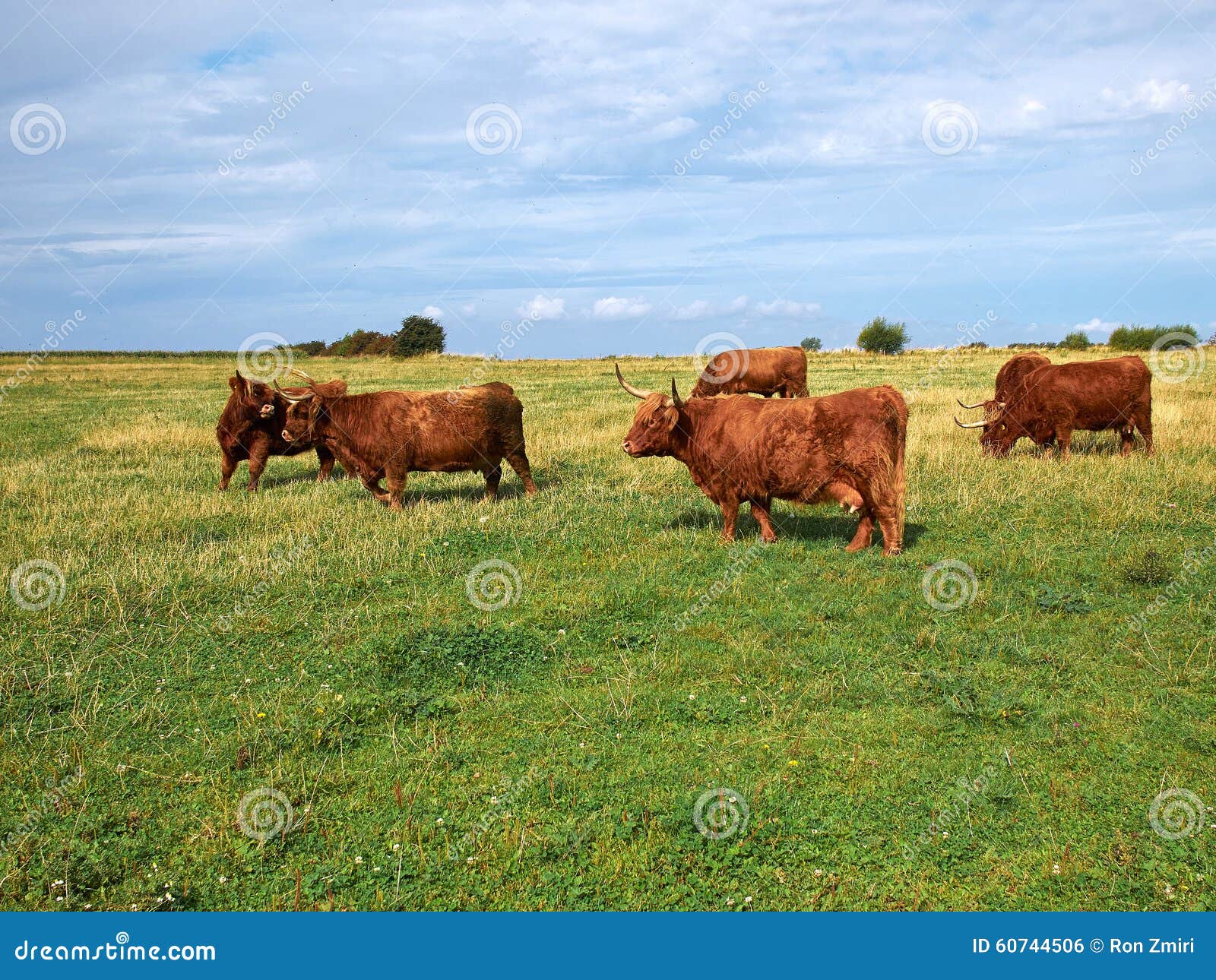 Scottish highlander ox cows grazing out in nature