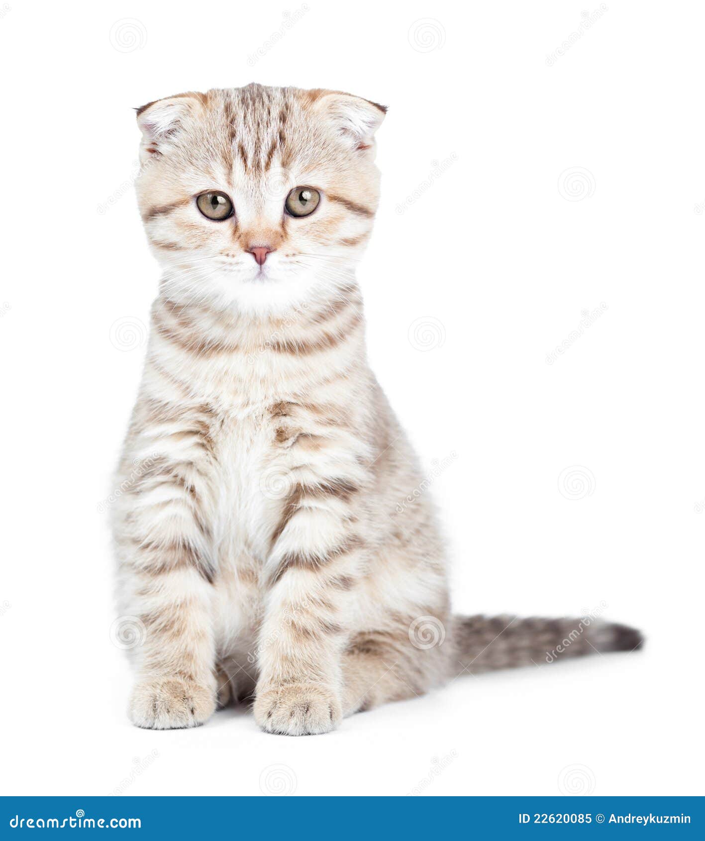 Раз изолировано. Шотландская кошка боком. Scottish Fold Kitten.