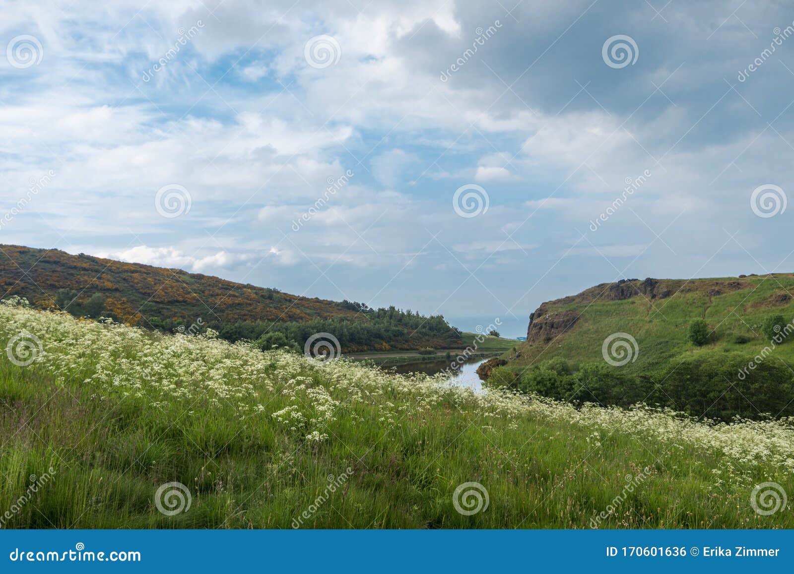 scottish mountains with white flowers