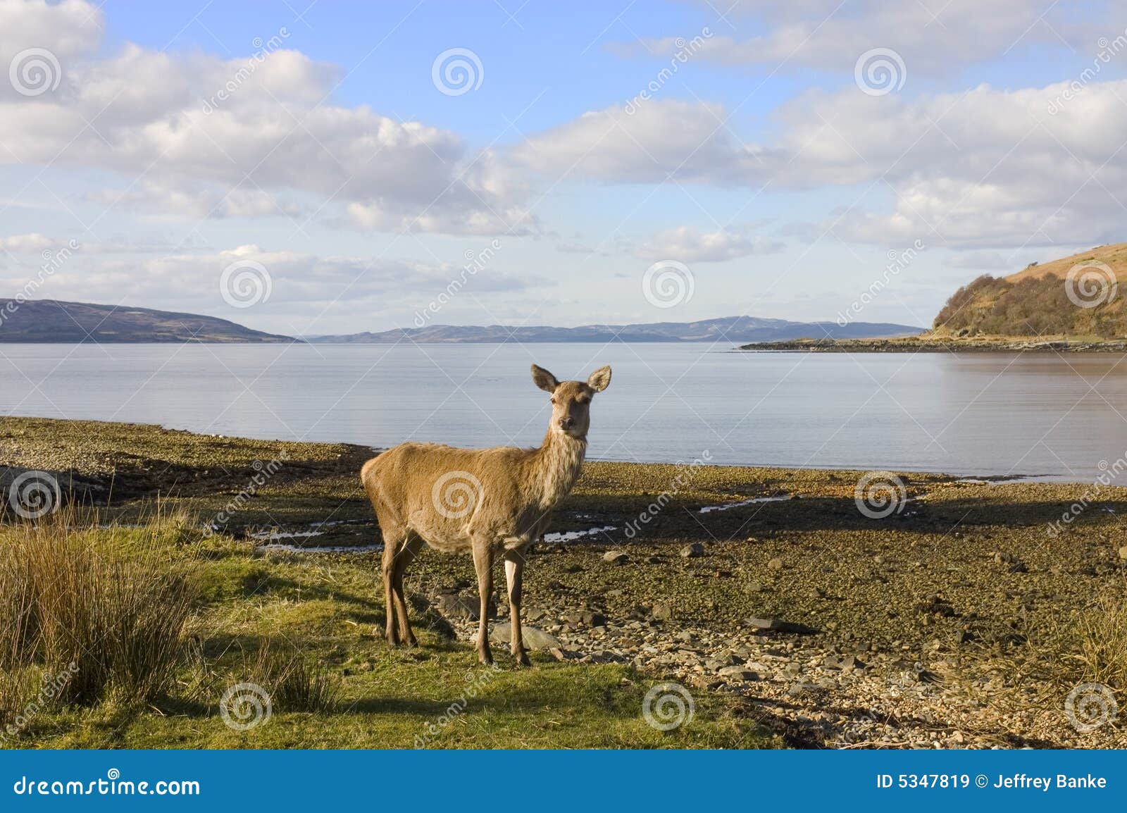 Scottish Red Deer Hind at the Sea Shore Stock Image Image of wildlife