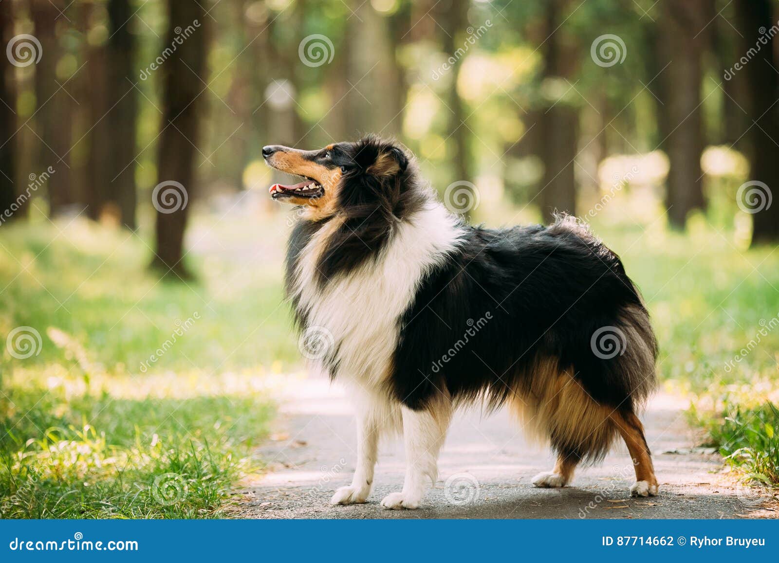 Scottish Rough Long Haired Collie Lassie Adult Dog Sitting On Park