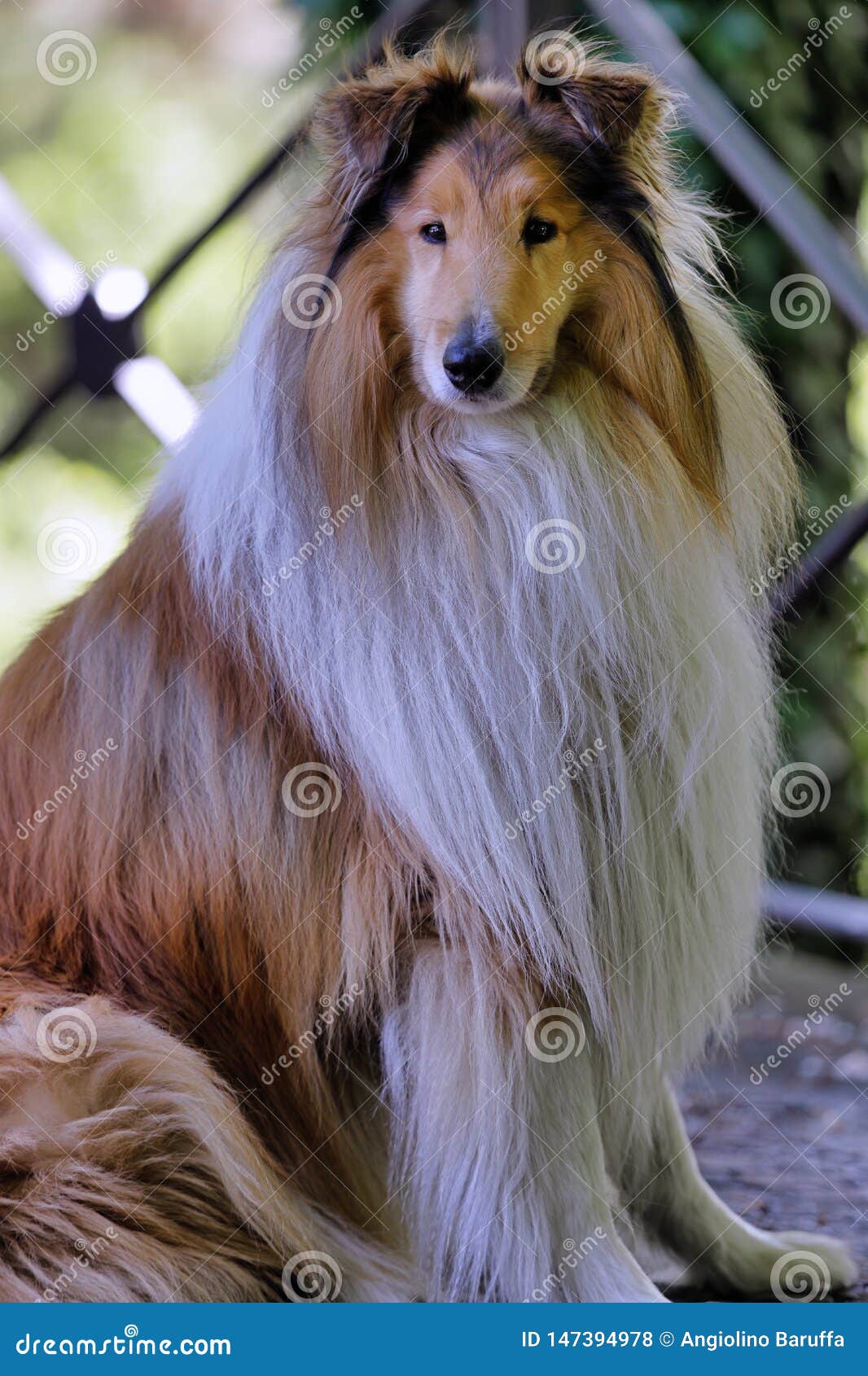 Scottish Shepherd Dog or Scotch Collie Stock Photo Image of handsome