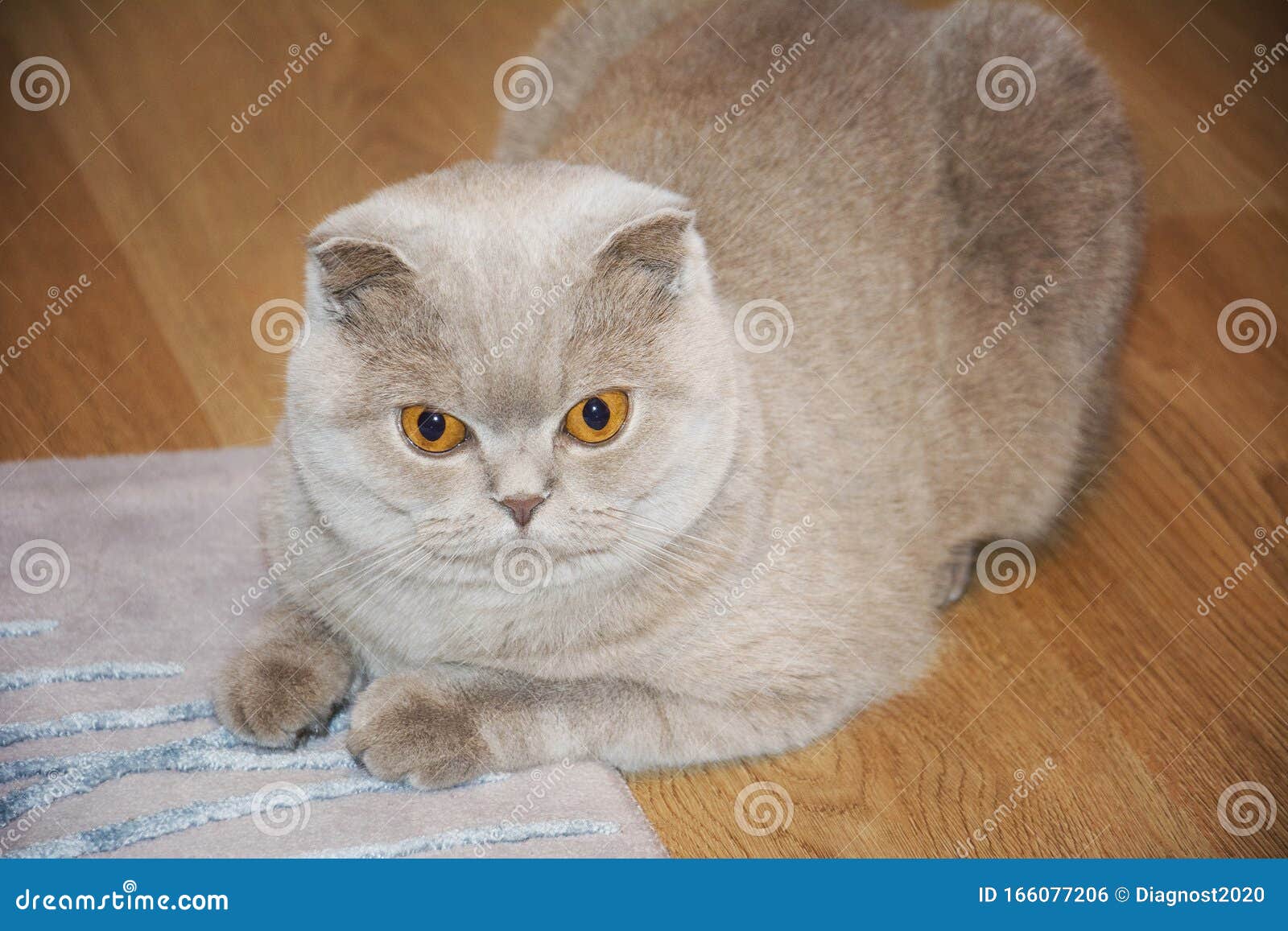 Scottish Shorthair Fold Cat Relaxes on the Mat Stock Photo Image of doll, cleeping 166077206