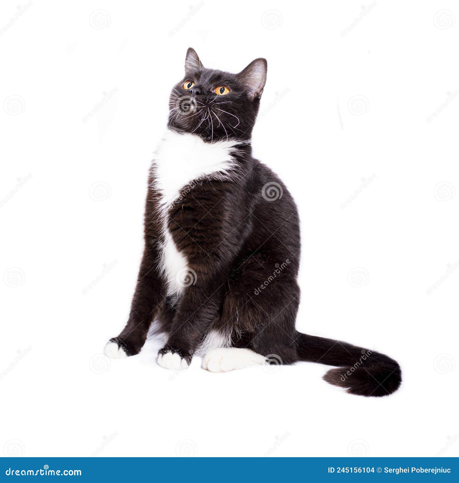 scottish straight cat black bicolor color sitting on a white background,  image