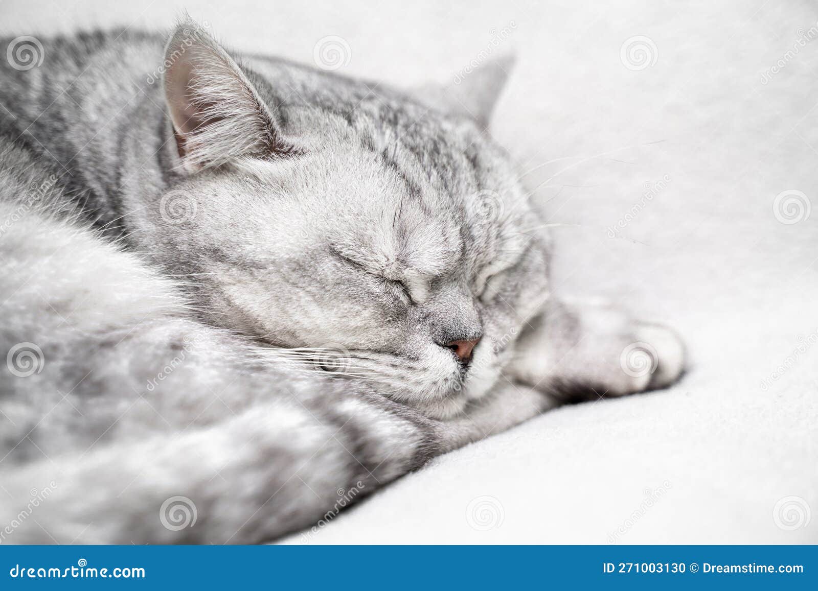 Scottish Straight Cat is Sleeping. Closeup of the Muzzle of a Sleeping