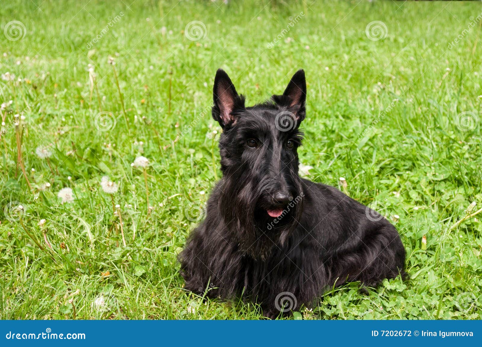 Scottish terrier stock photo. Image of adult, doggy, hair 7202672