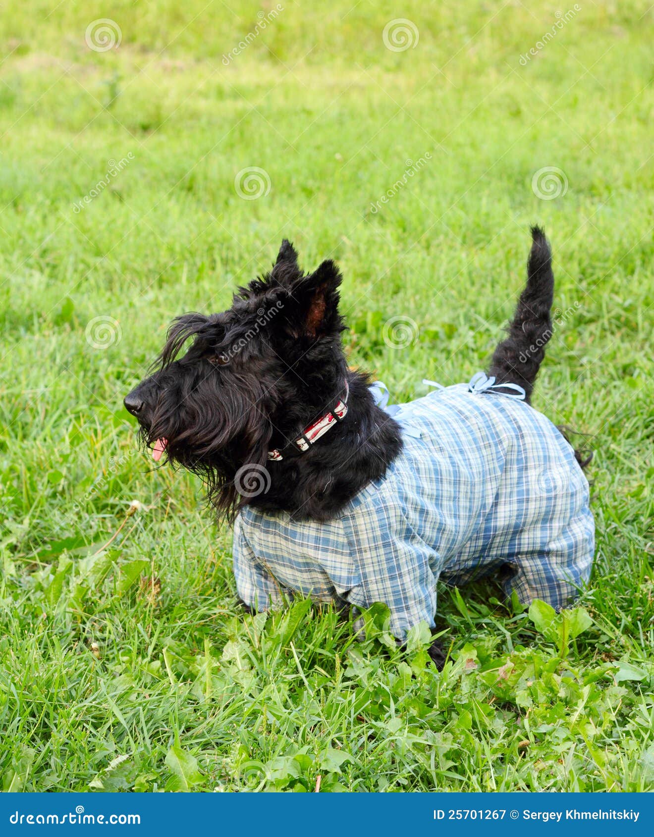 Scottish terrier dog stock image. Image of obedience 25701267