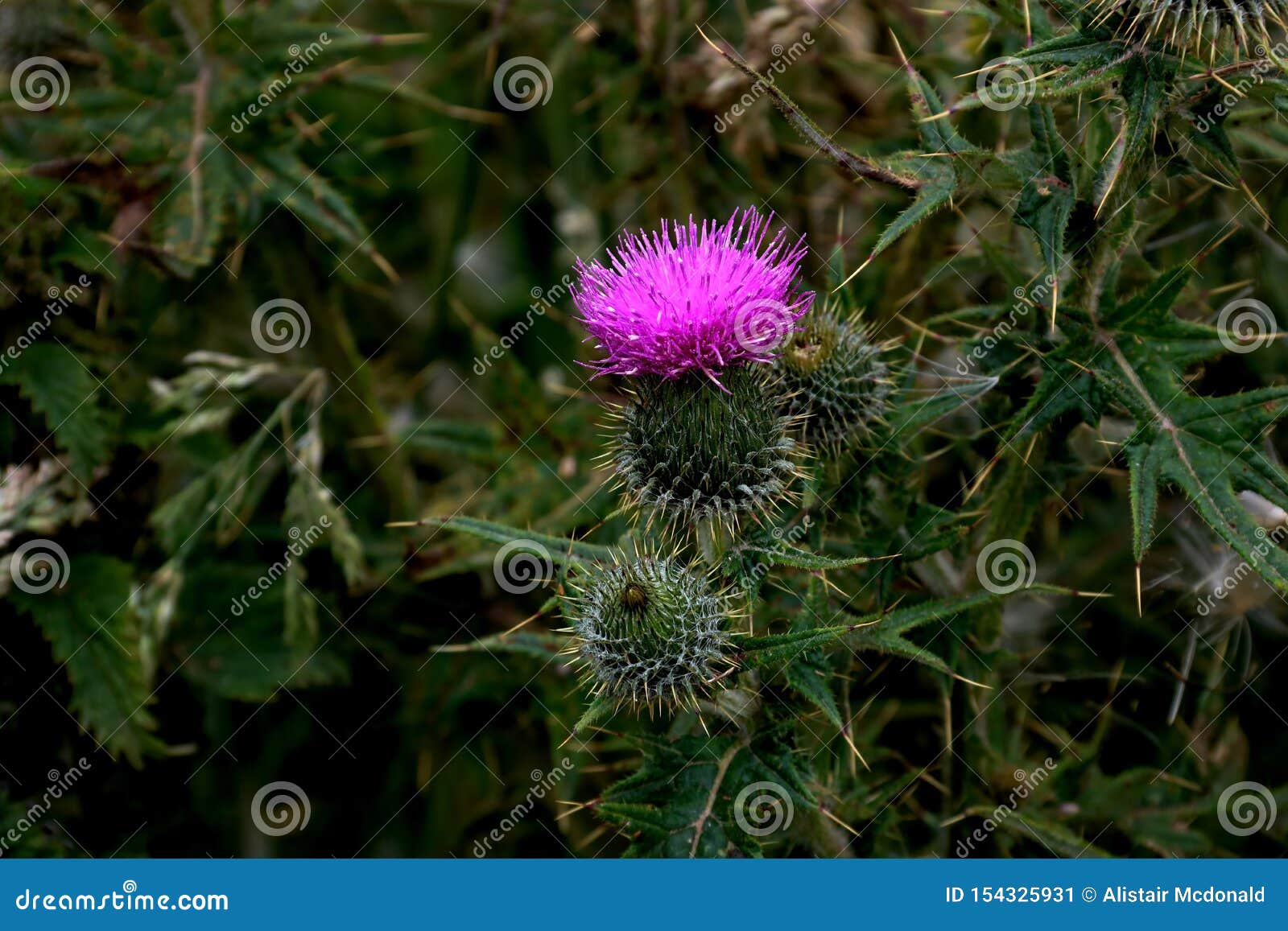 Thistle Flower Growing in a Scottish Field Stock Image Image of