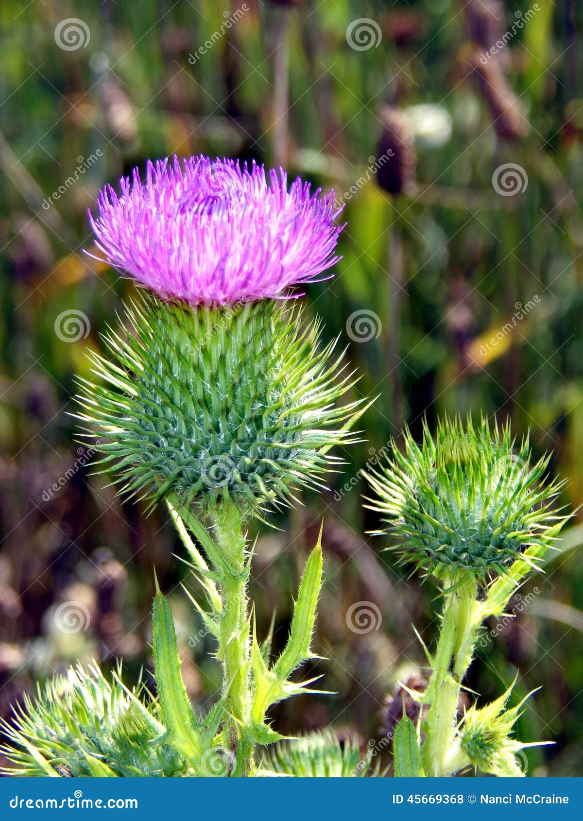 scottish symbol for life Photo Scottish 45669368 Stock Image: Thistle scottish symbol for life Photo Scottish 45669368 Stock Image: Thistle