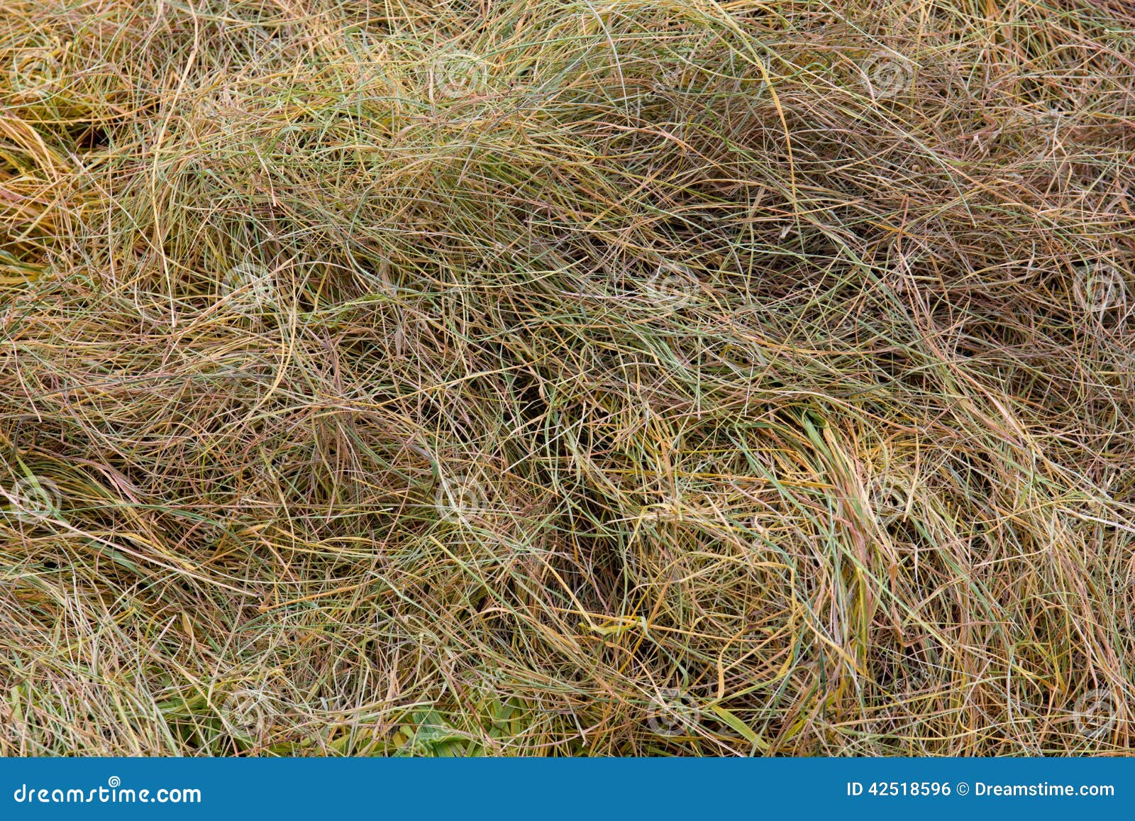 Scraps of hay in a field stock photo. Image of outdoor 42518596