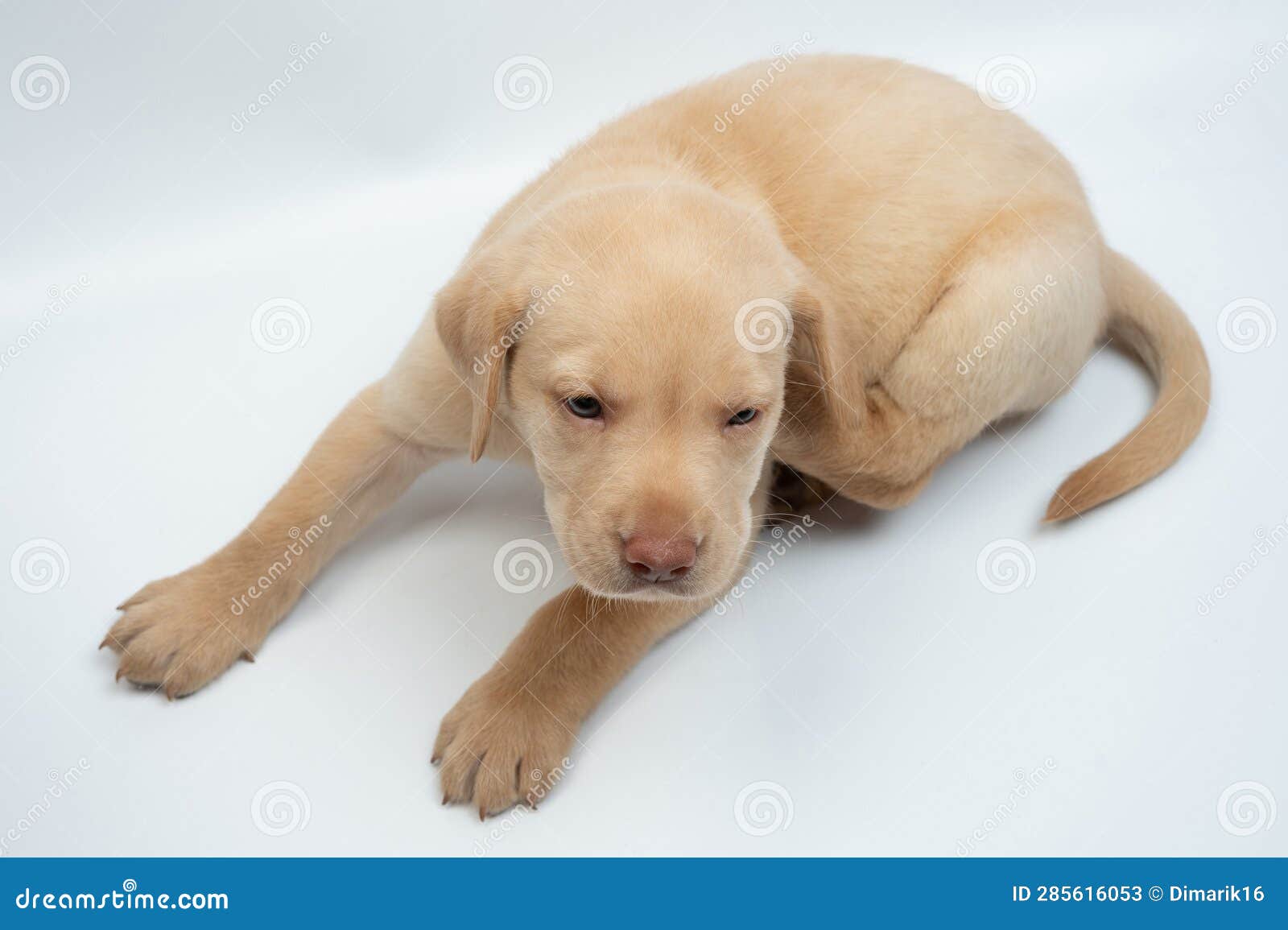 Scratching Ear Labrador Puppy Stock Image Image of shot, breed 285616053