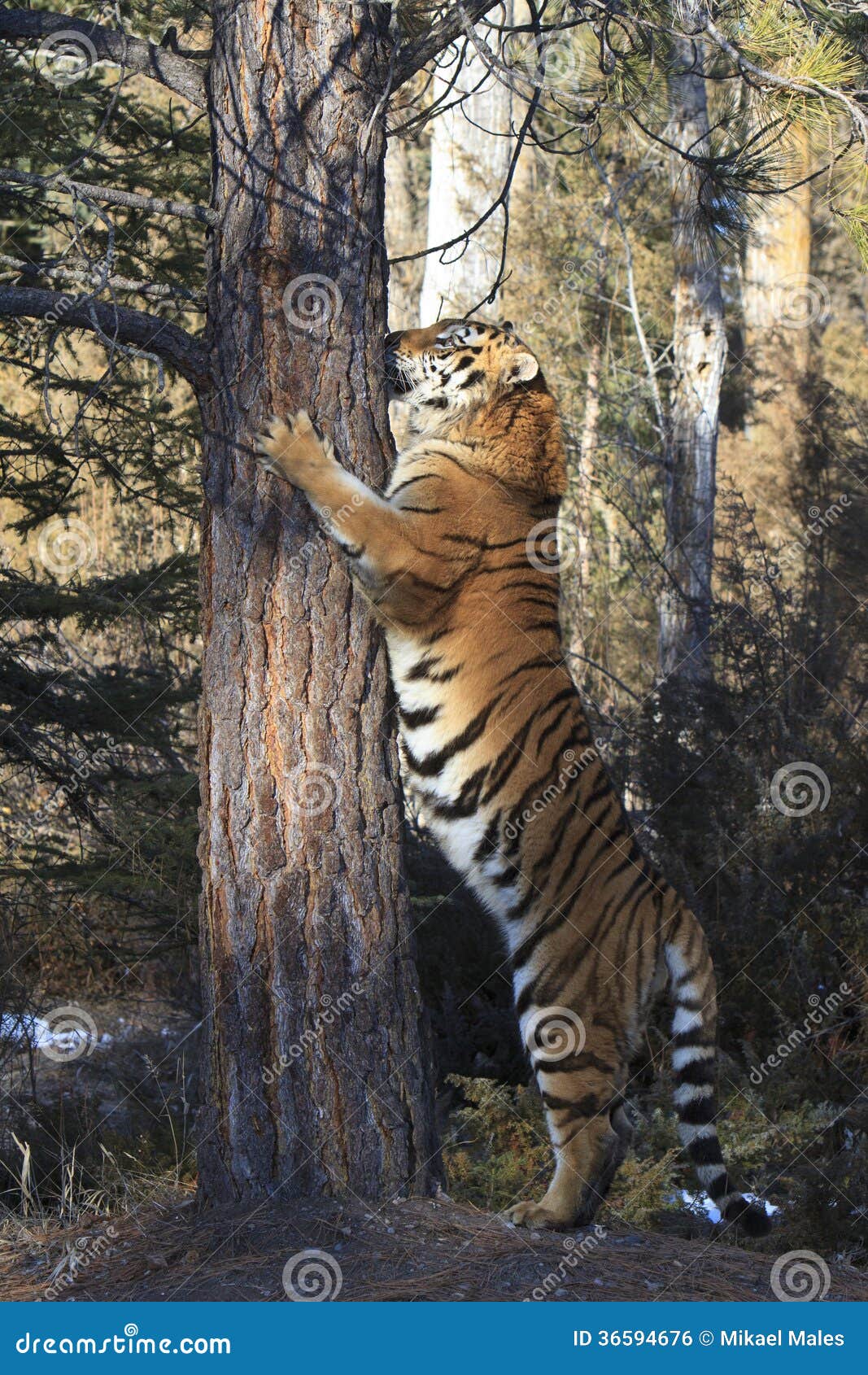  size siberian tiger standing on hind legs extending body up a tree