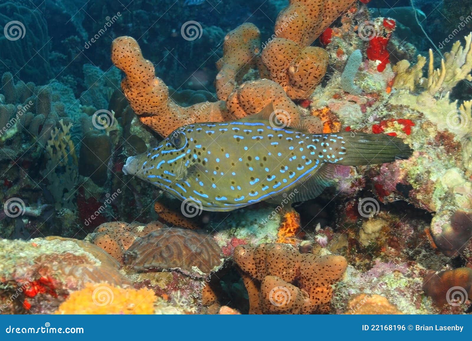 Scrawled Filefish Cozumel, Mexico Stock Photo Image of water, coral