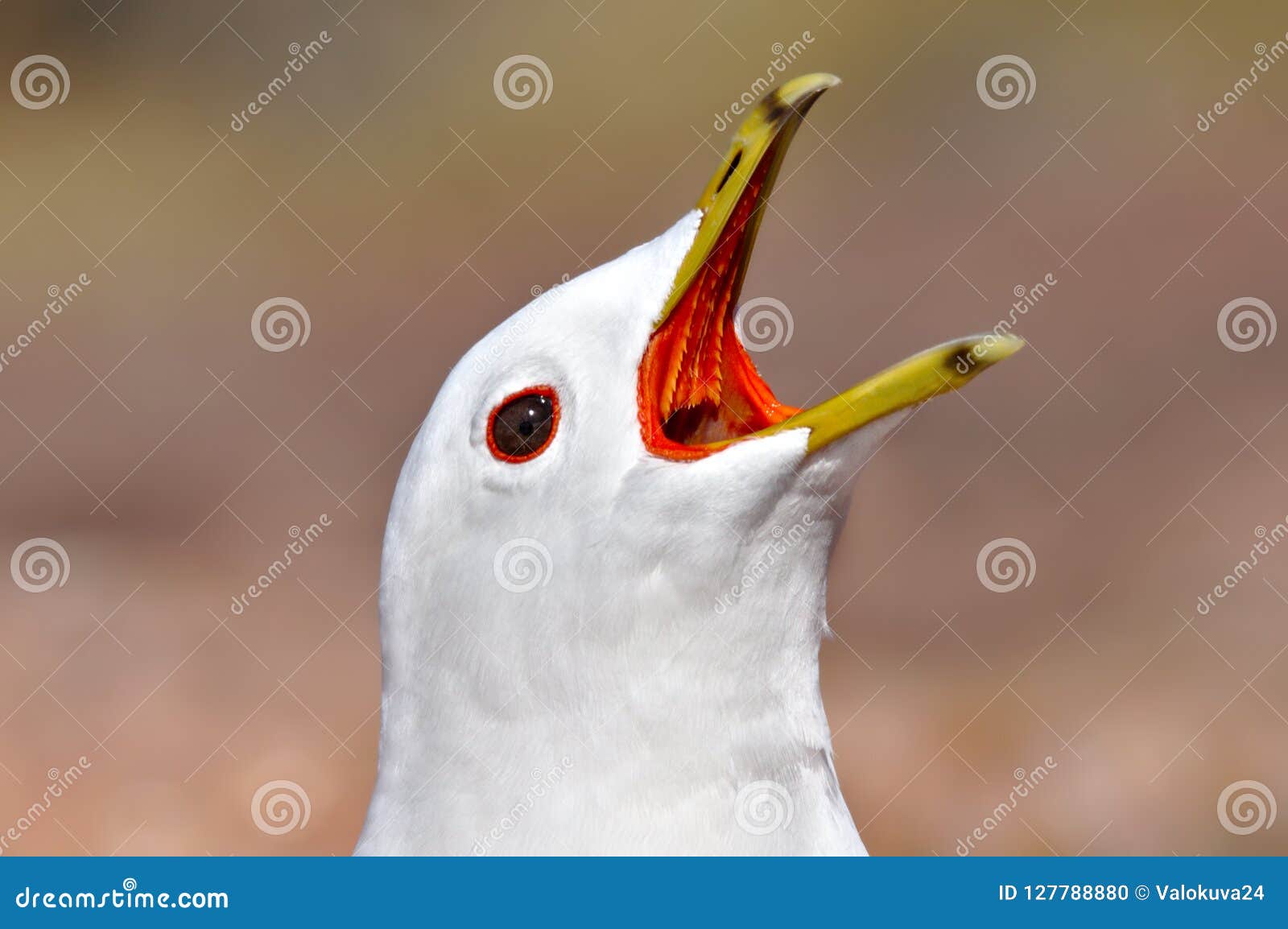 screaming gull