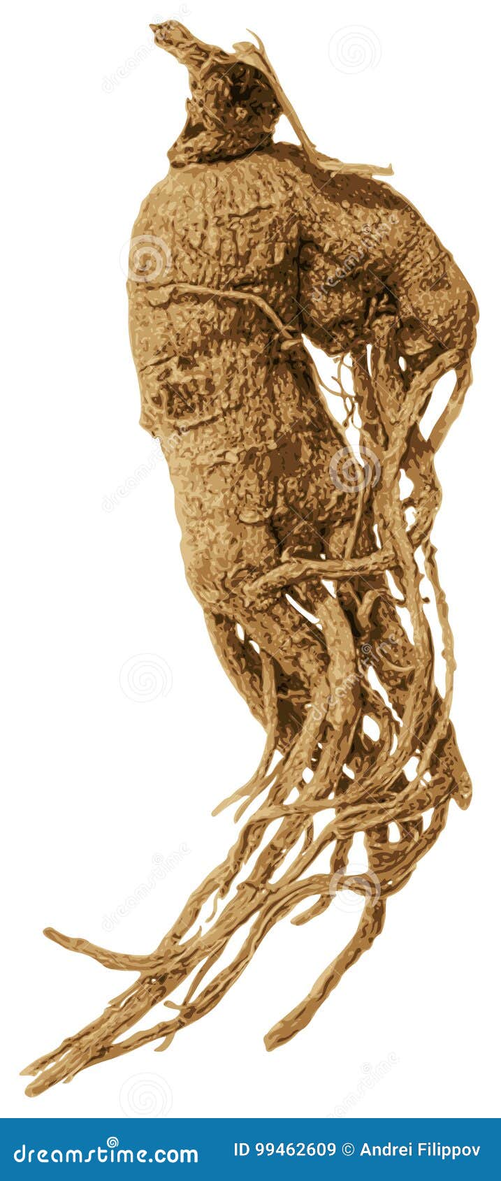 Mandrake Root Stock Illustrations – 250 Mandrake Root Stock Illustrations,  Vectors & Clipart - Dreamstime