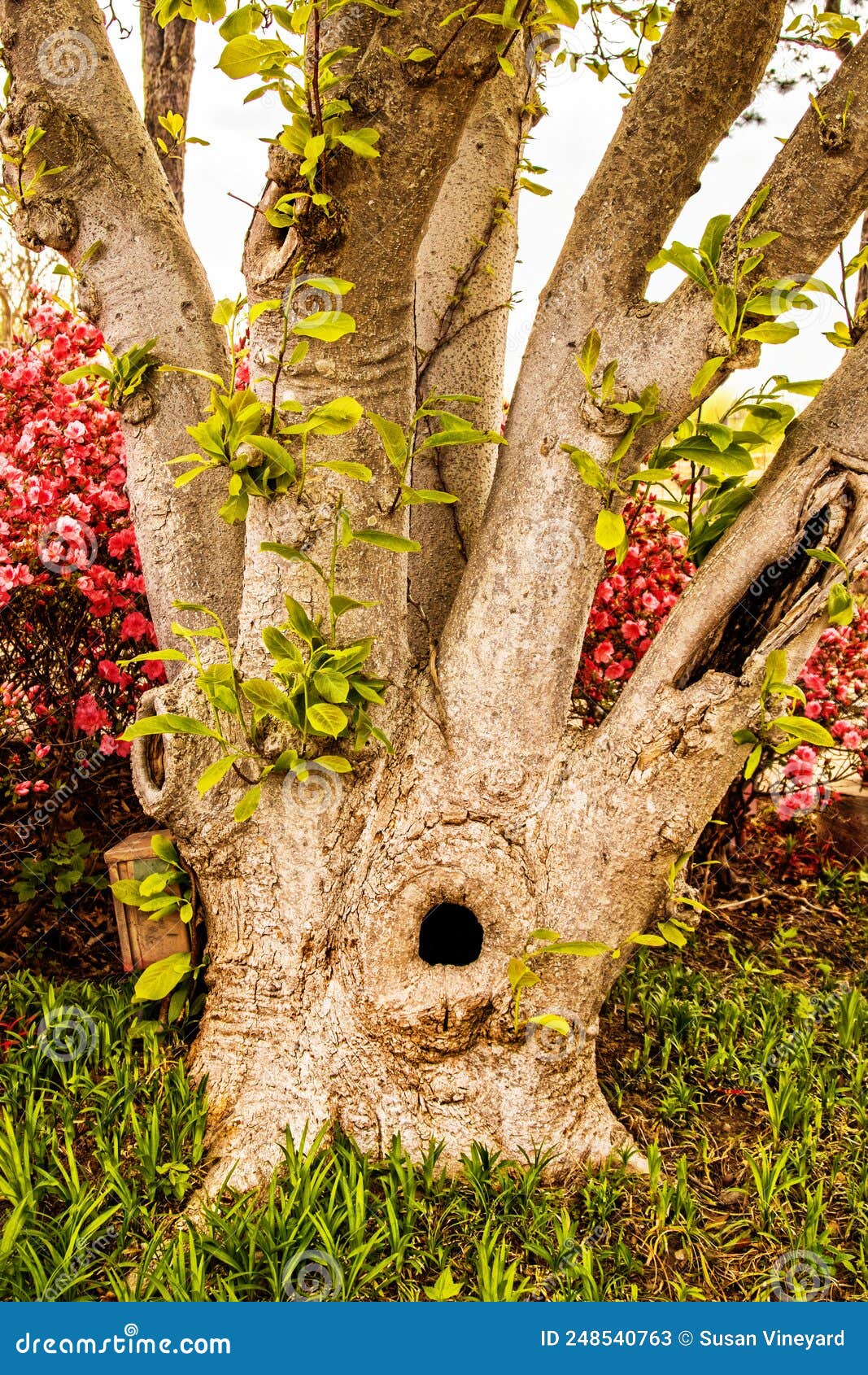 screaming tree - tree branching off into multiple trunks has two knotholes that look like mouths screaming - closeup with pink