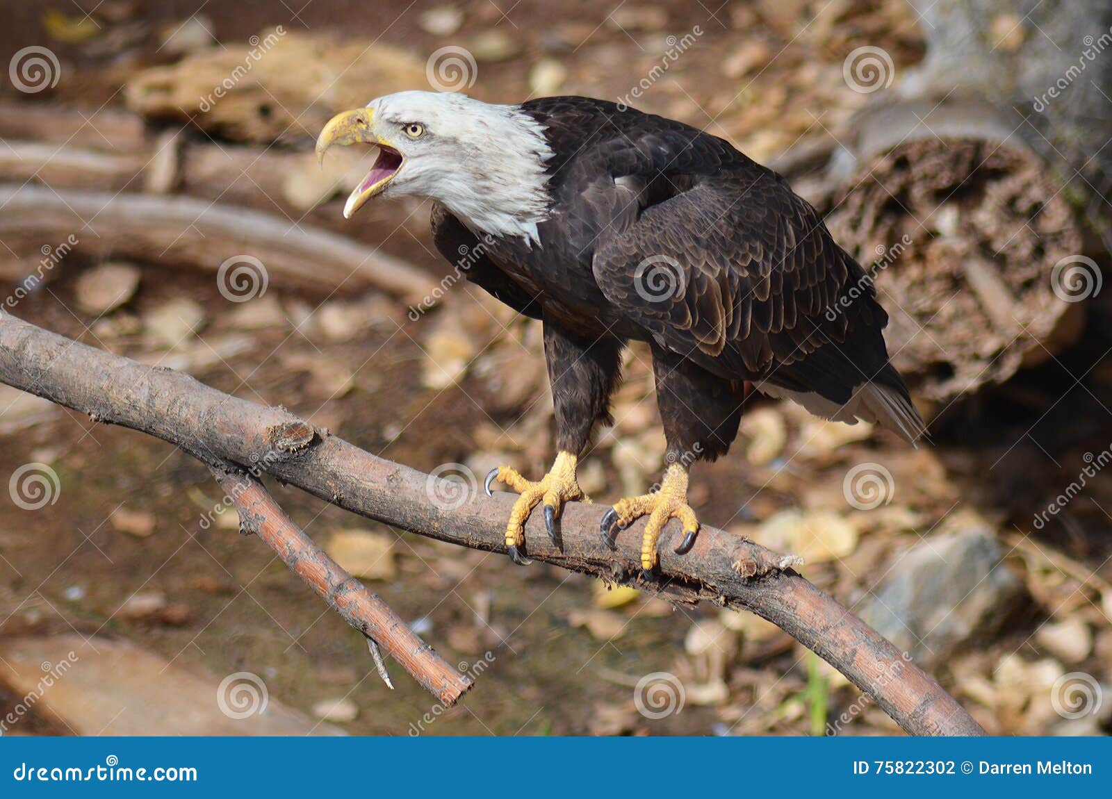 Screeching Bald Eagle stock photo. Image of screeching 75822302