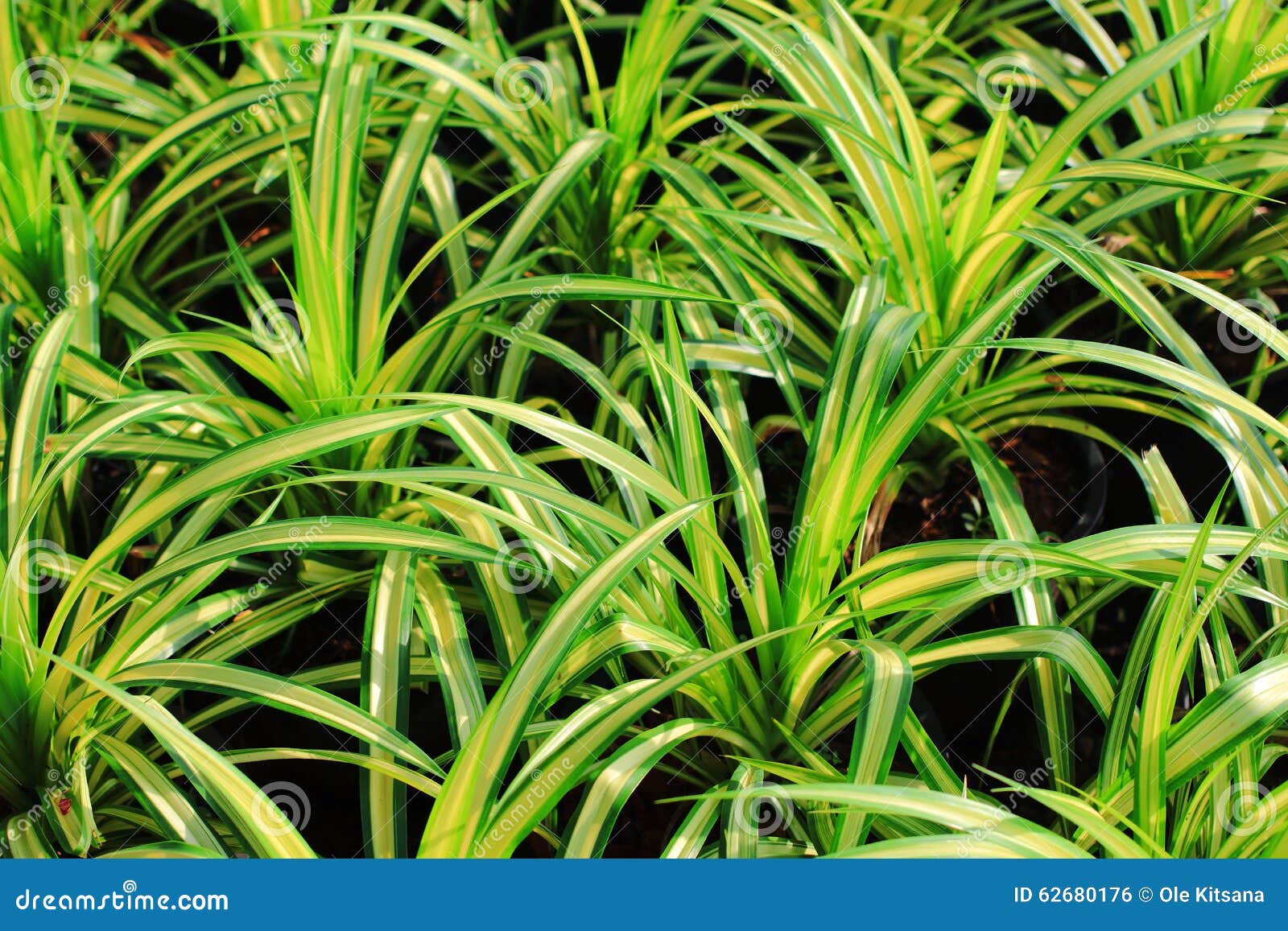 Pine or Pandanus sanderi stock photo. Image of sanderi 62680176