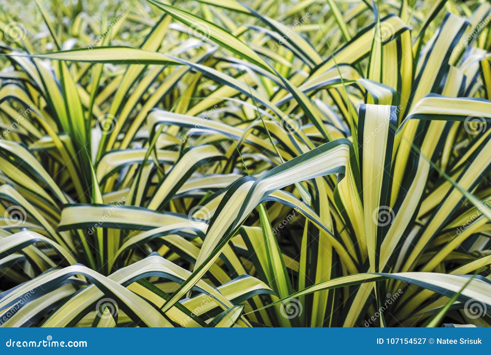 Pine or Pandanus Sanderi Sander Stock Image Image of tree, decoration 107154527