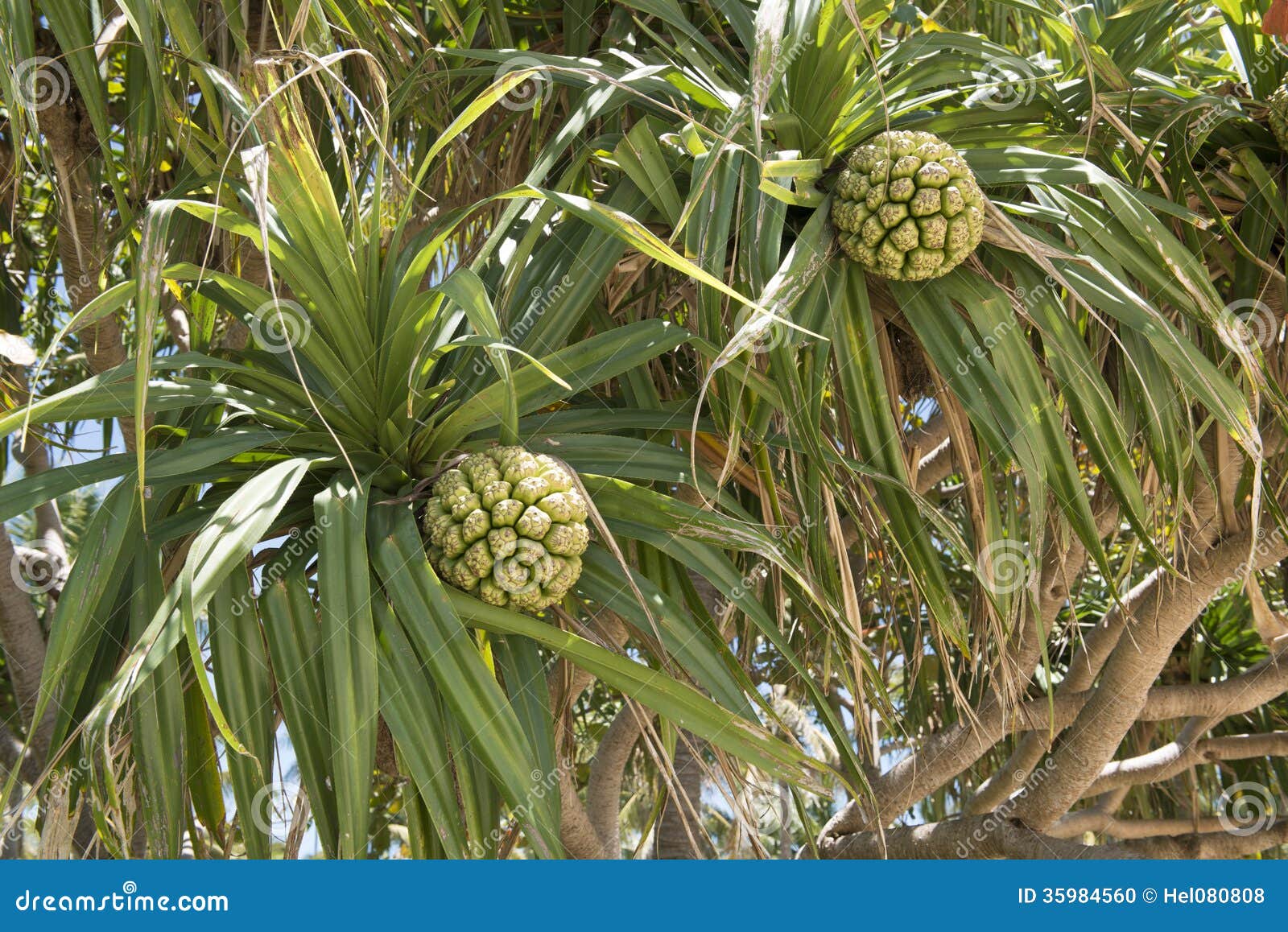 screwpine fruits - pandanus