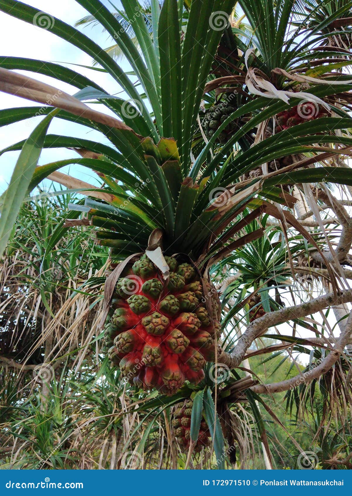 Screwpine stock photo. Image of tropical, look, fruit 172971510