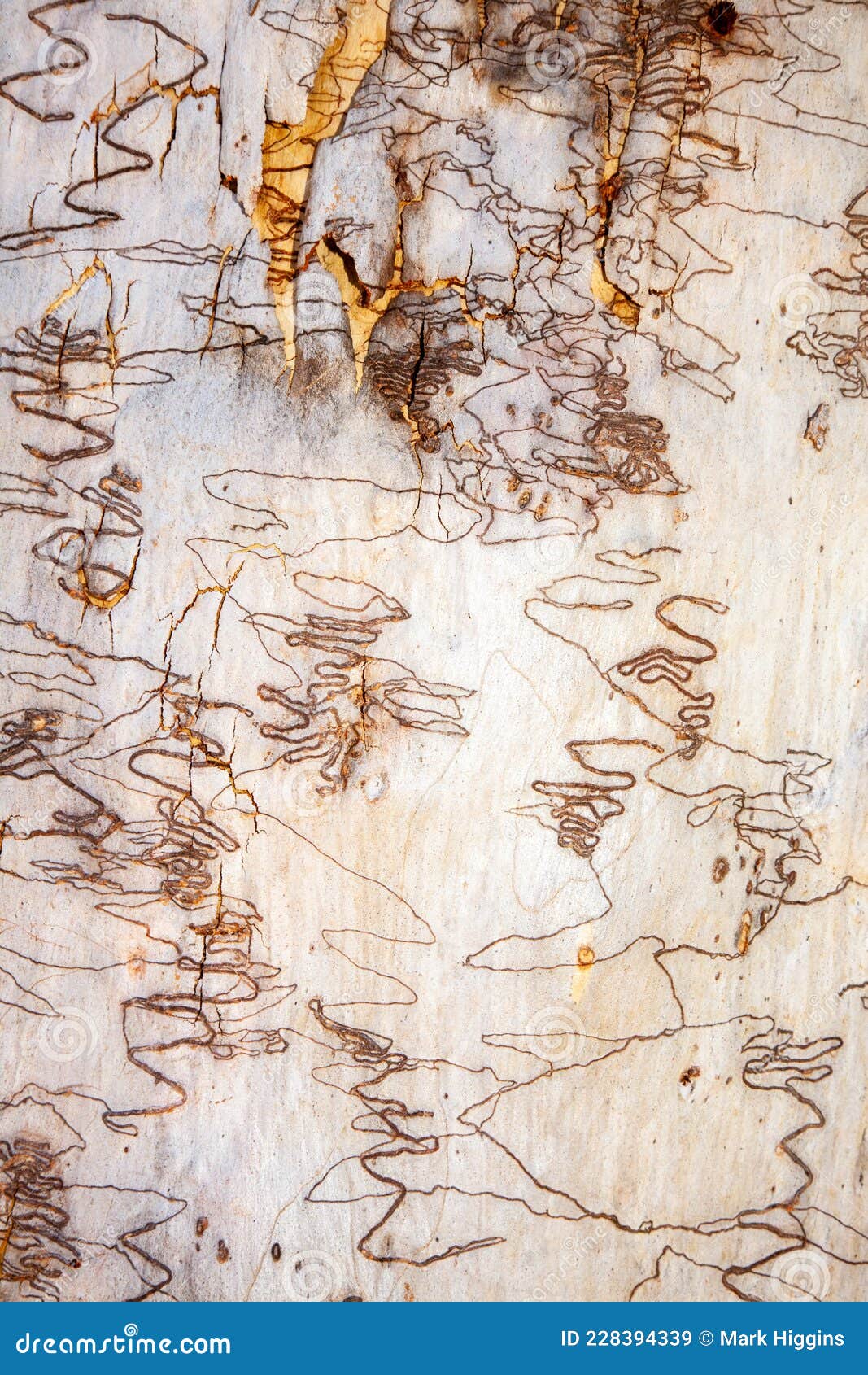 scribbly bark