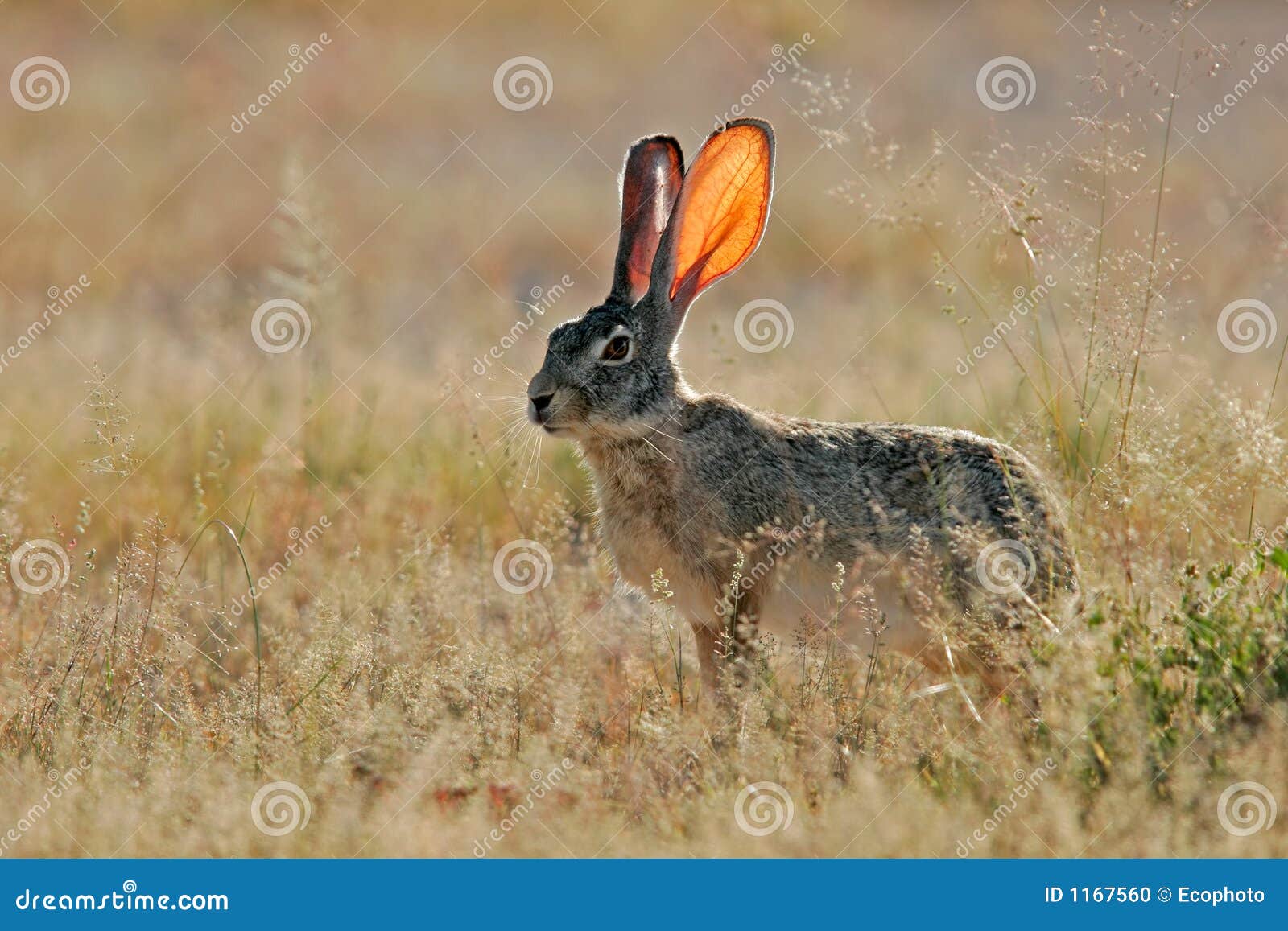 scrub hare, etosha national park, namibia