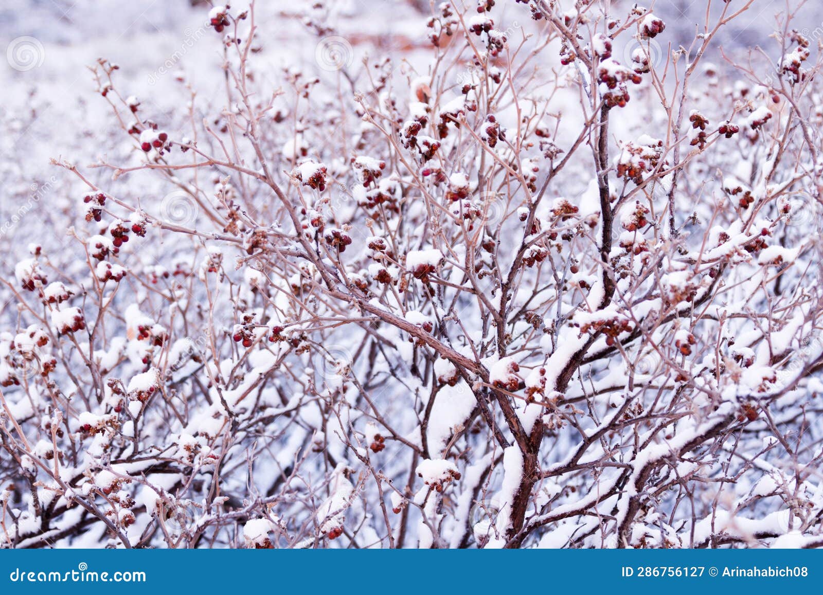 Scrub oak stock image. Image of colorado, berry, park 286756127
