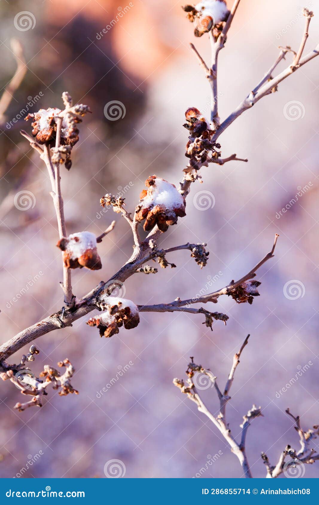 Scrub oak stock photo. Image of organic, rock, formation 286855714